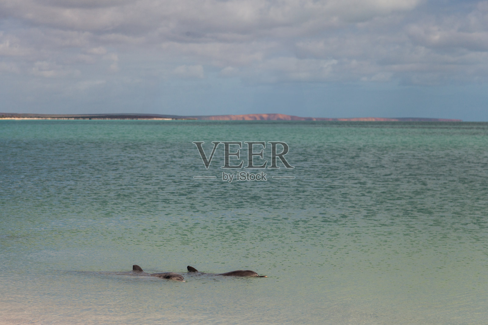 海豚在西澳大利亚鲨鱼湾的平静水域中畅游，阳光明媚的下午。照片摄影图片