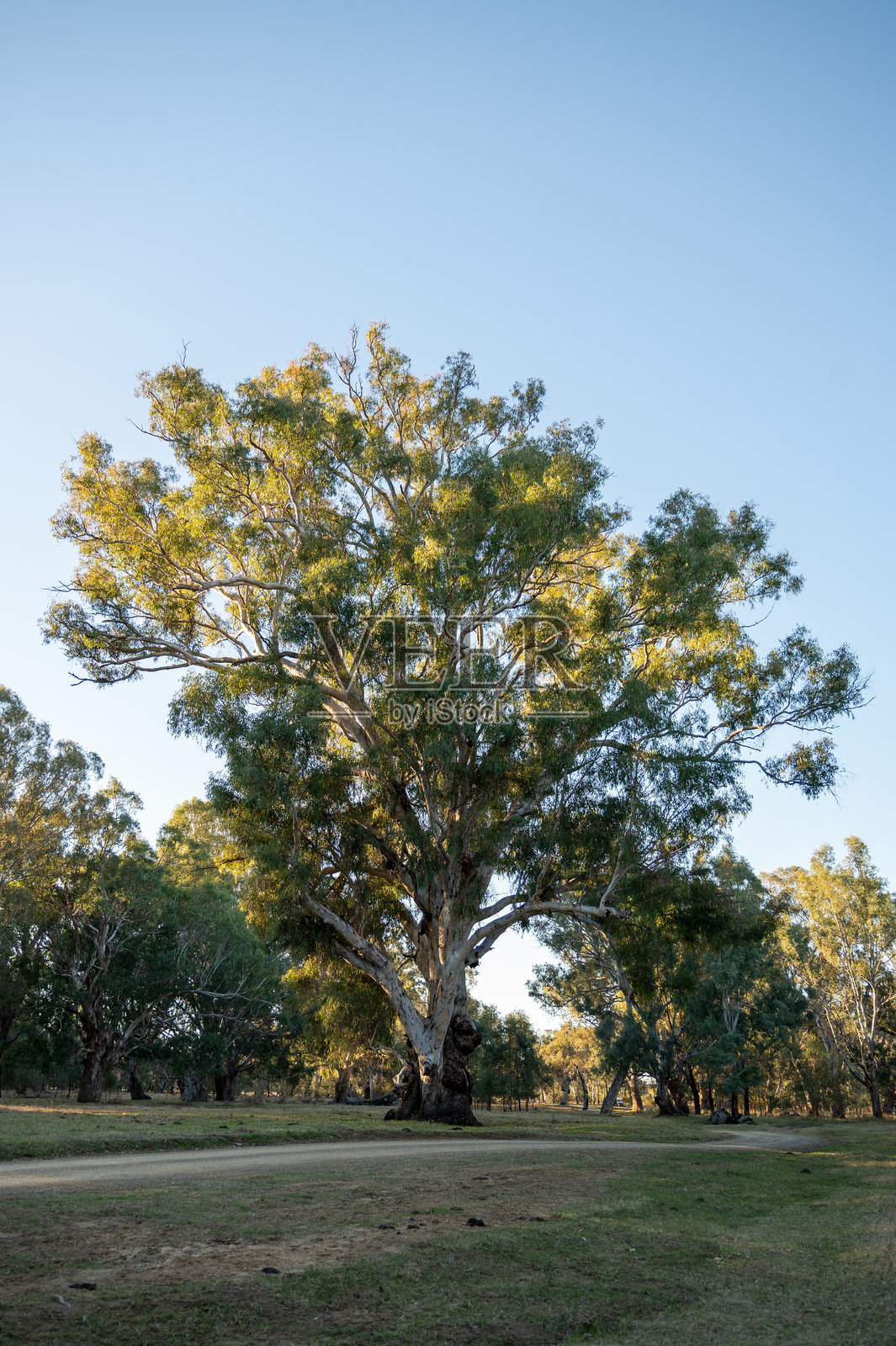 维多利亚州乡村地产上的树木照片摄影图片