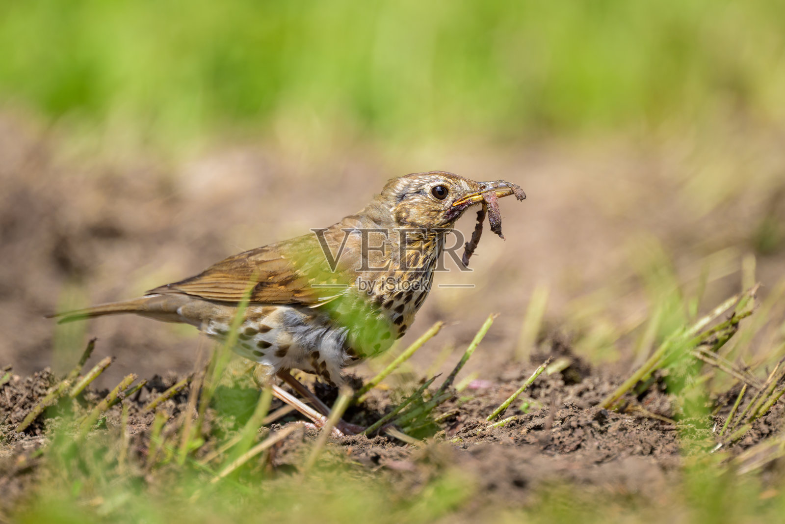 一只歌鸲在地面上寻找食物照片摄影图片