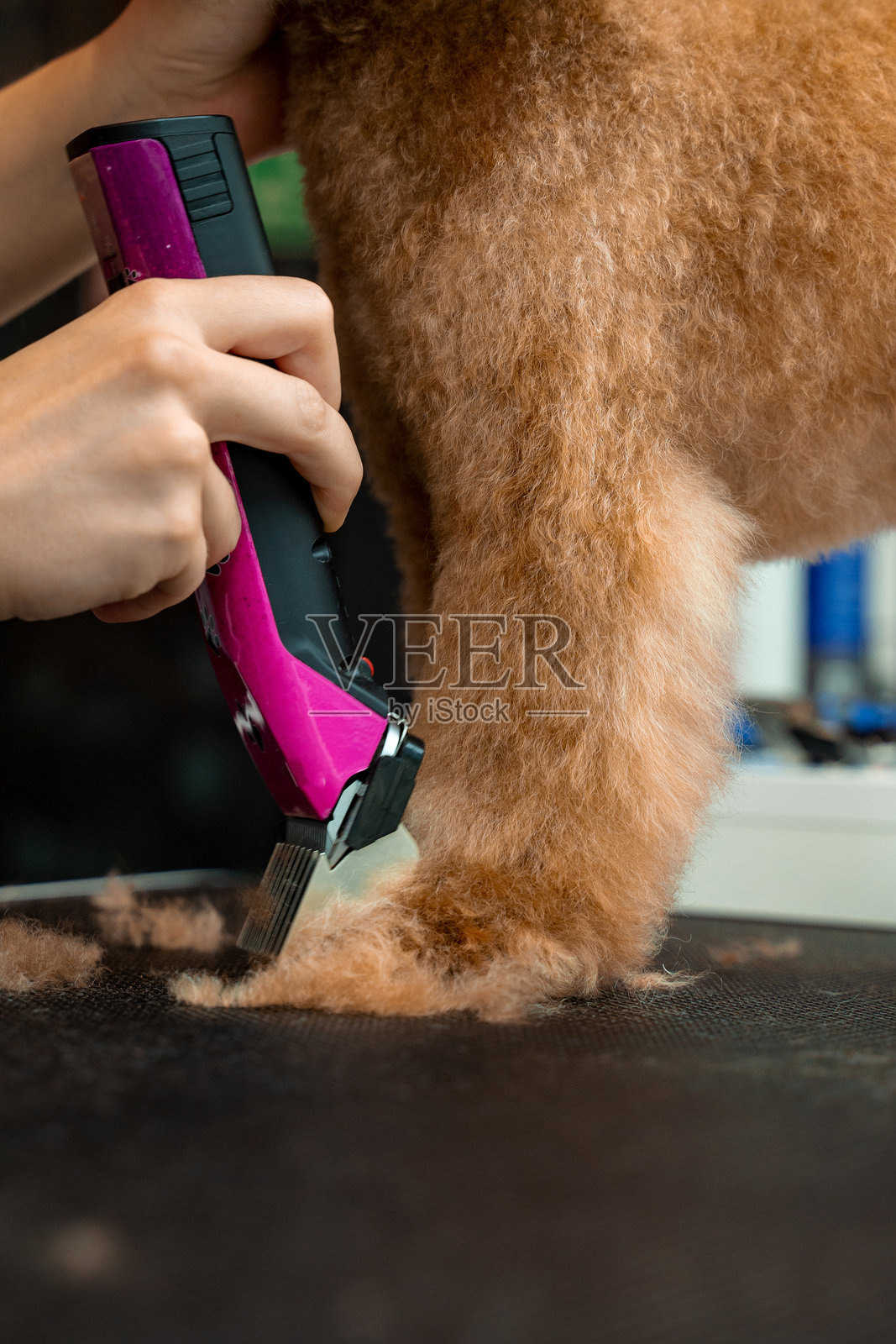 美容师正在使用特殊剪刀为马尔济斯犬修剪毛发。正在进行狗狗修剪的美容工作坊。一只可爱的马尔济斯犬正在接受毛发修剪。照片摄影图片