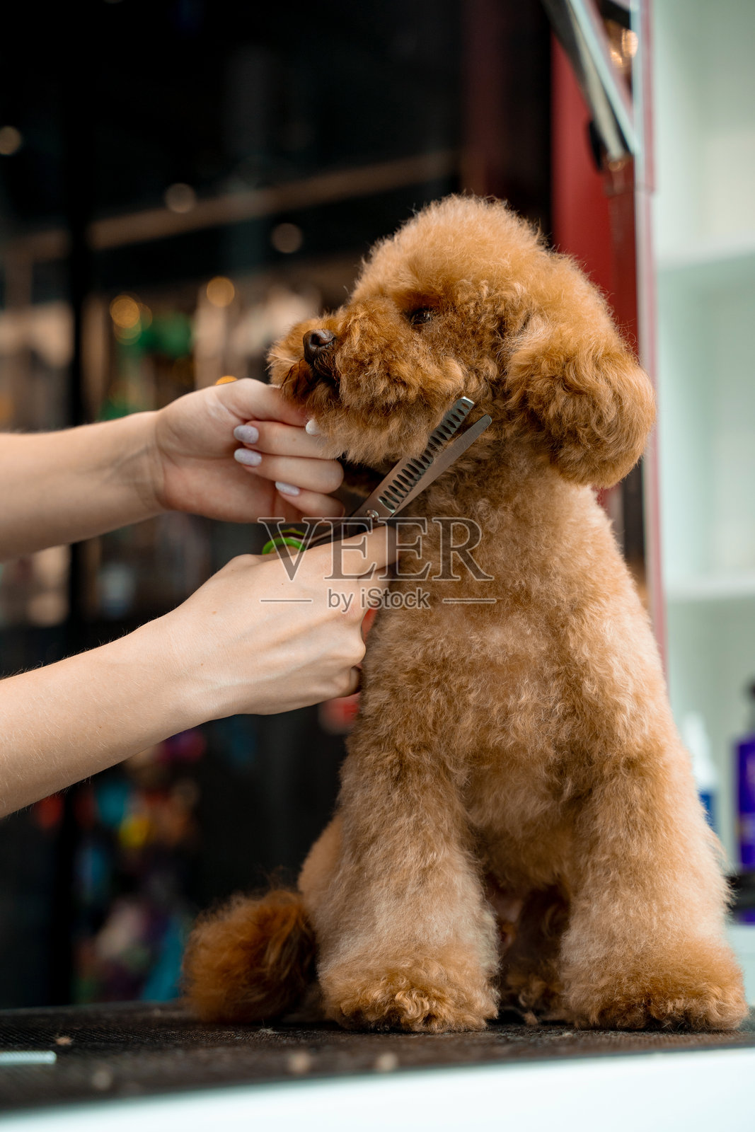 美容师正在为毛茸茸的马尔济斯犬进行卫生修剪，以保持动物的清洁和健康。使用美容剪修剪宠物鼻子、眼睛和耳朵周围的毛发。照片摄影图片