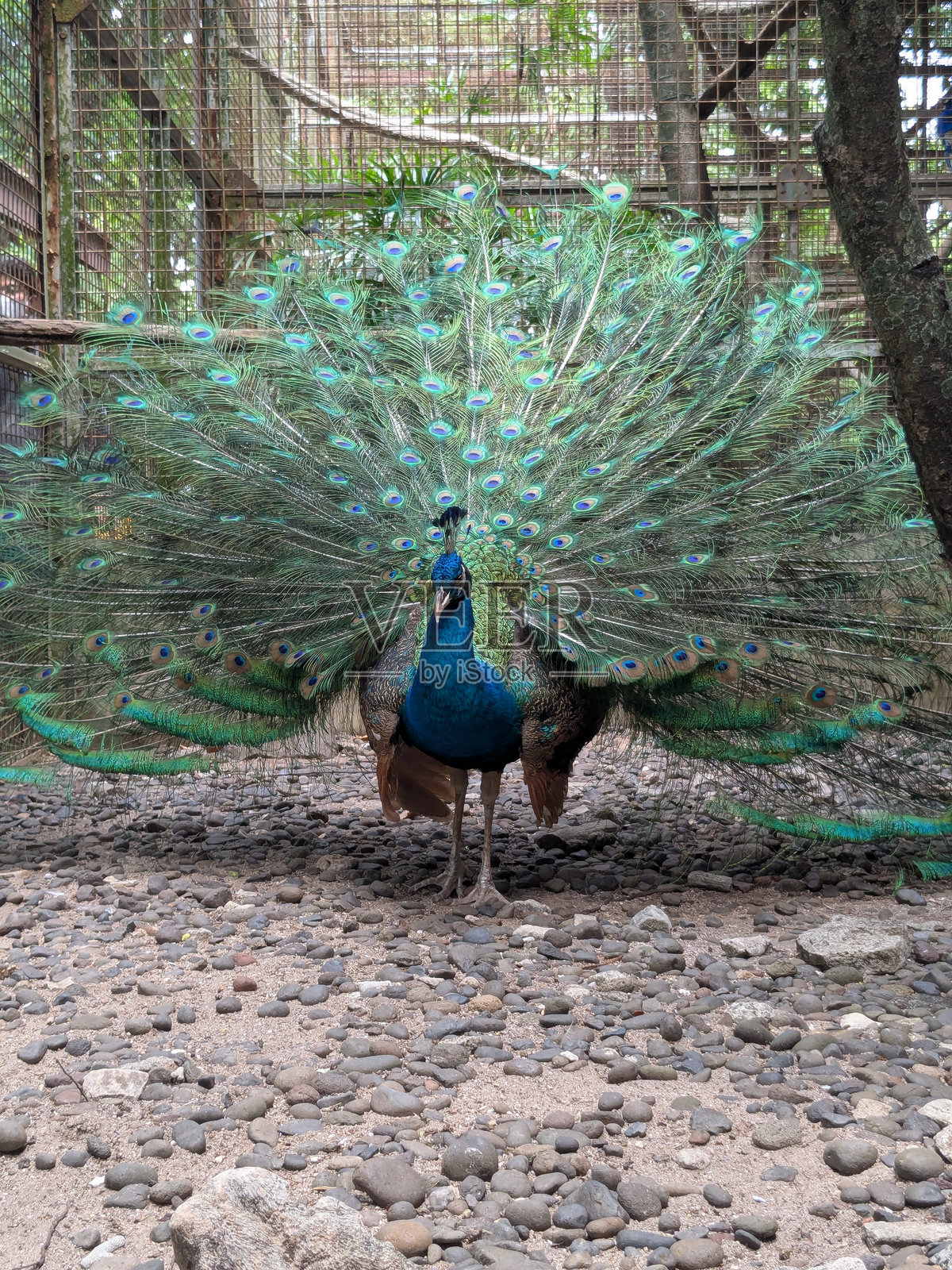 动物园里拥有美丽尾巴的孔雀照片摄影图片