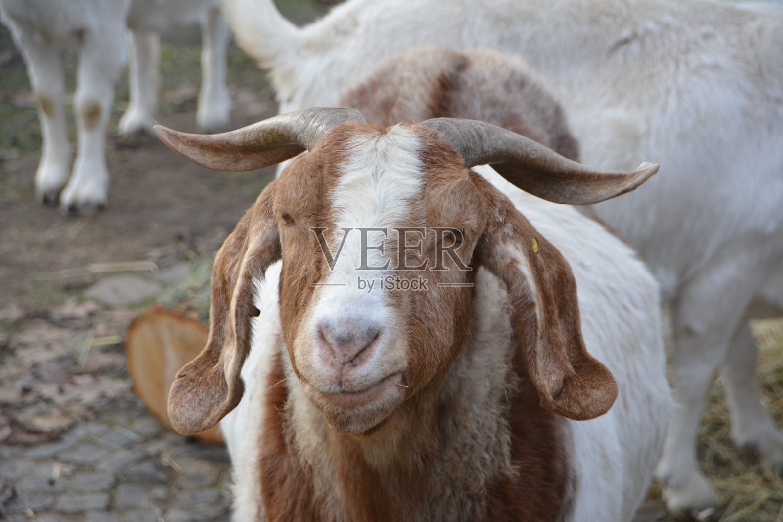 山羊特写照片摄影图片
