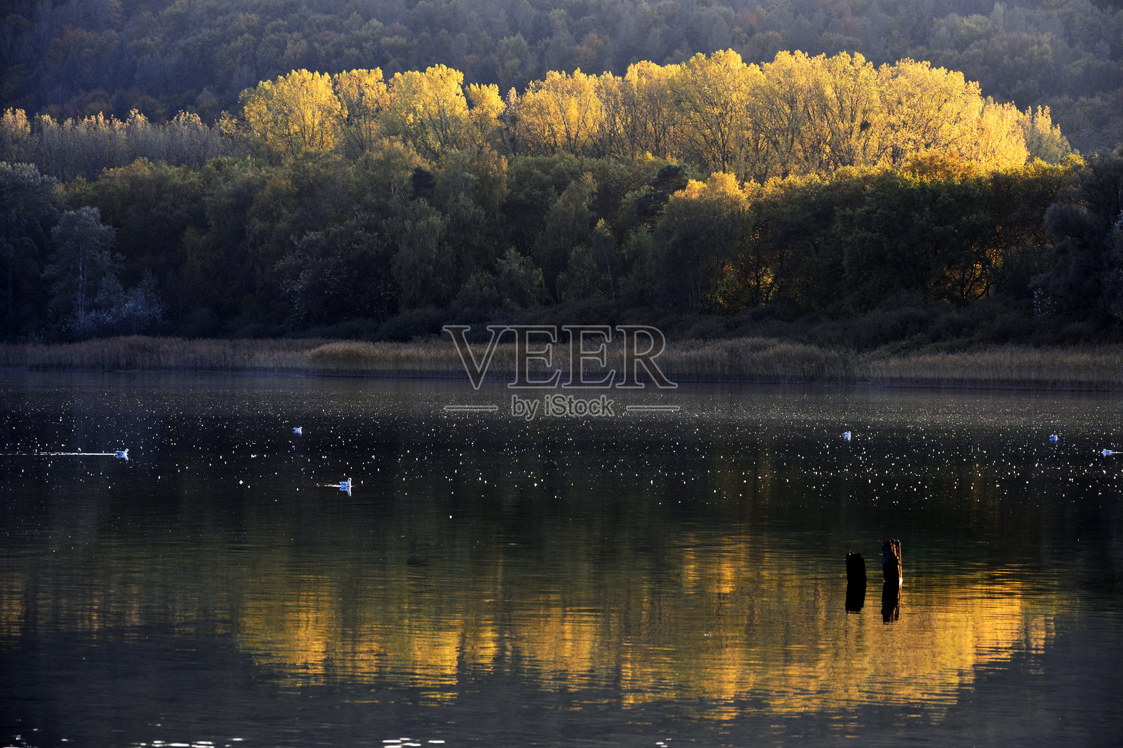 博登湖，湖岸的倒影照片摄影图片