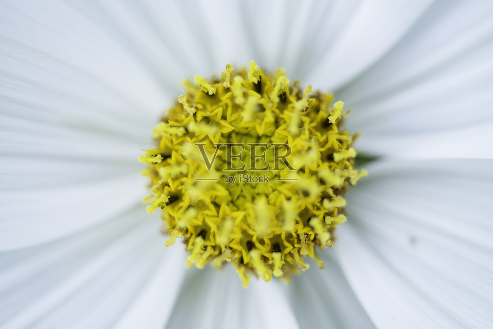 黄色花朵的特写镜头照片摄影图片