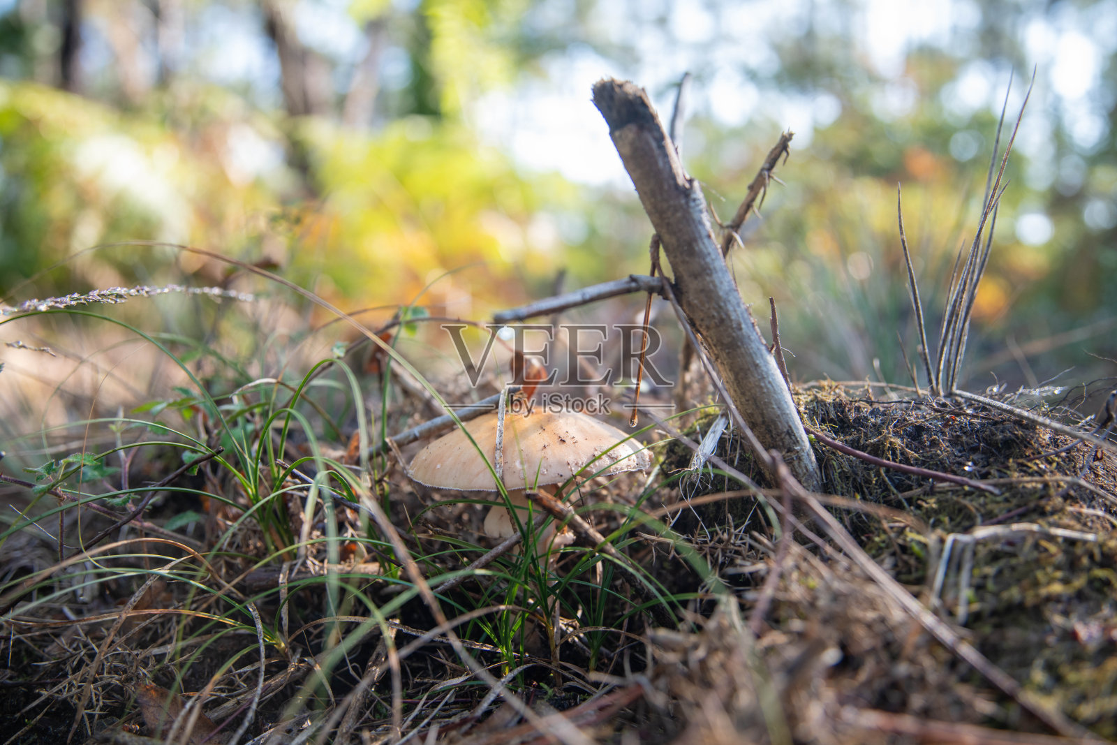 野生森林中的蘑菇照片摄影图片