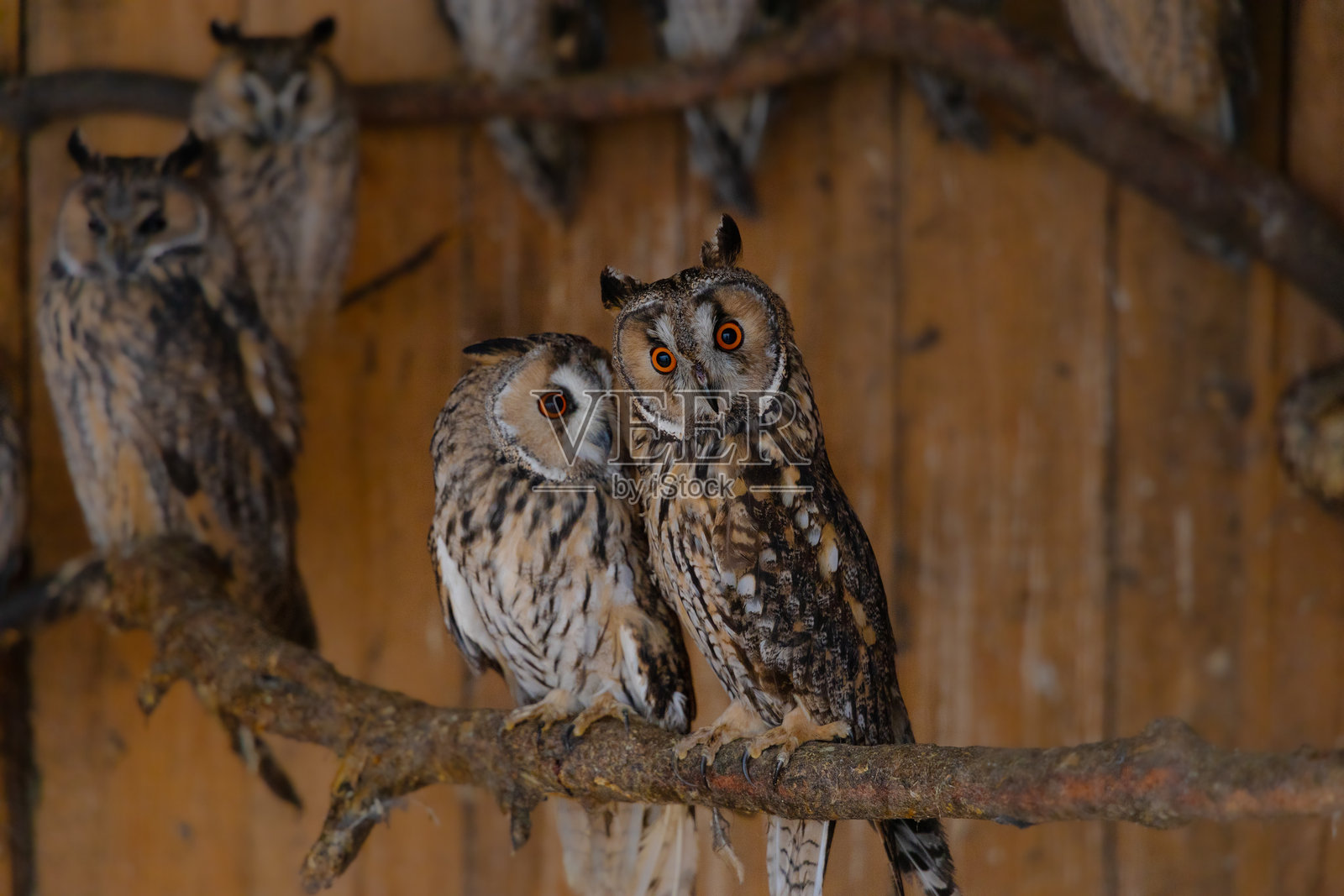 野生动物庇护所，两只猫头鹰在木屋的装饰性树枝上合影照片摄影图片