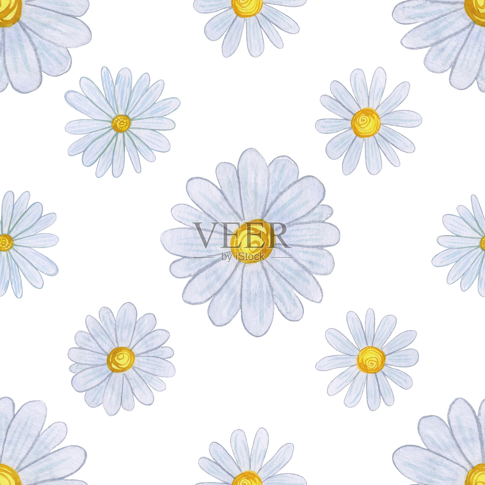 白色花瓣和黄色中心的洋甘菊花。水彩风格的雏菊花卉图案，排列在白色背景上。适用于自然灵感设计、春夏主题和植物印刷。插画图片素材