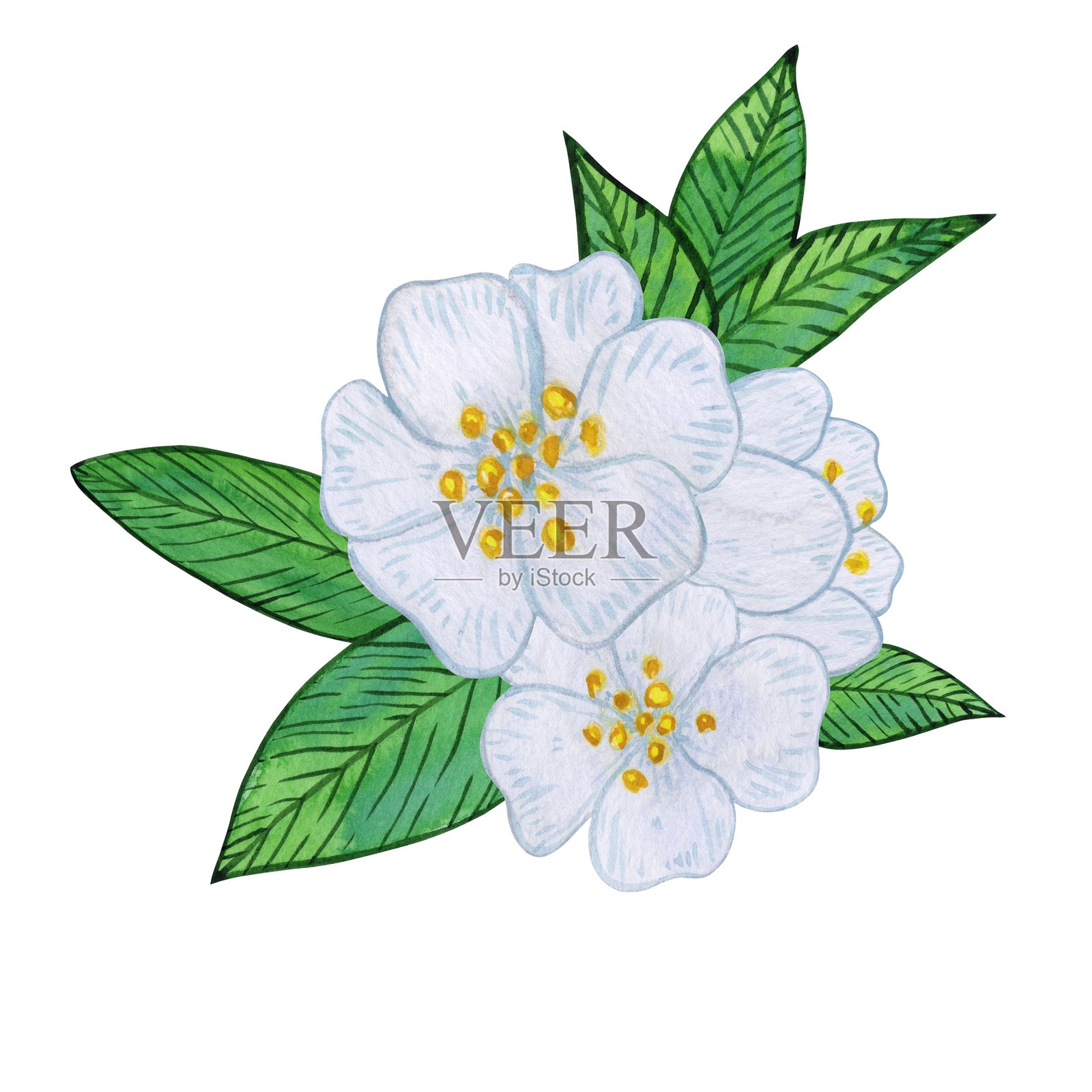 茶花与白色花朵和鲜艳绿色叶子的水彩插图。包含花蕾、叶子和绿植的构图。春季和夏季的植物画，背景为白色。插画图片素材