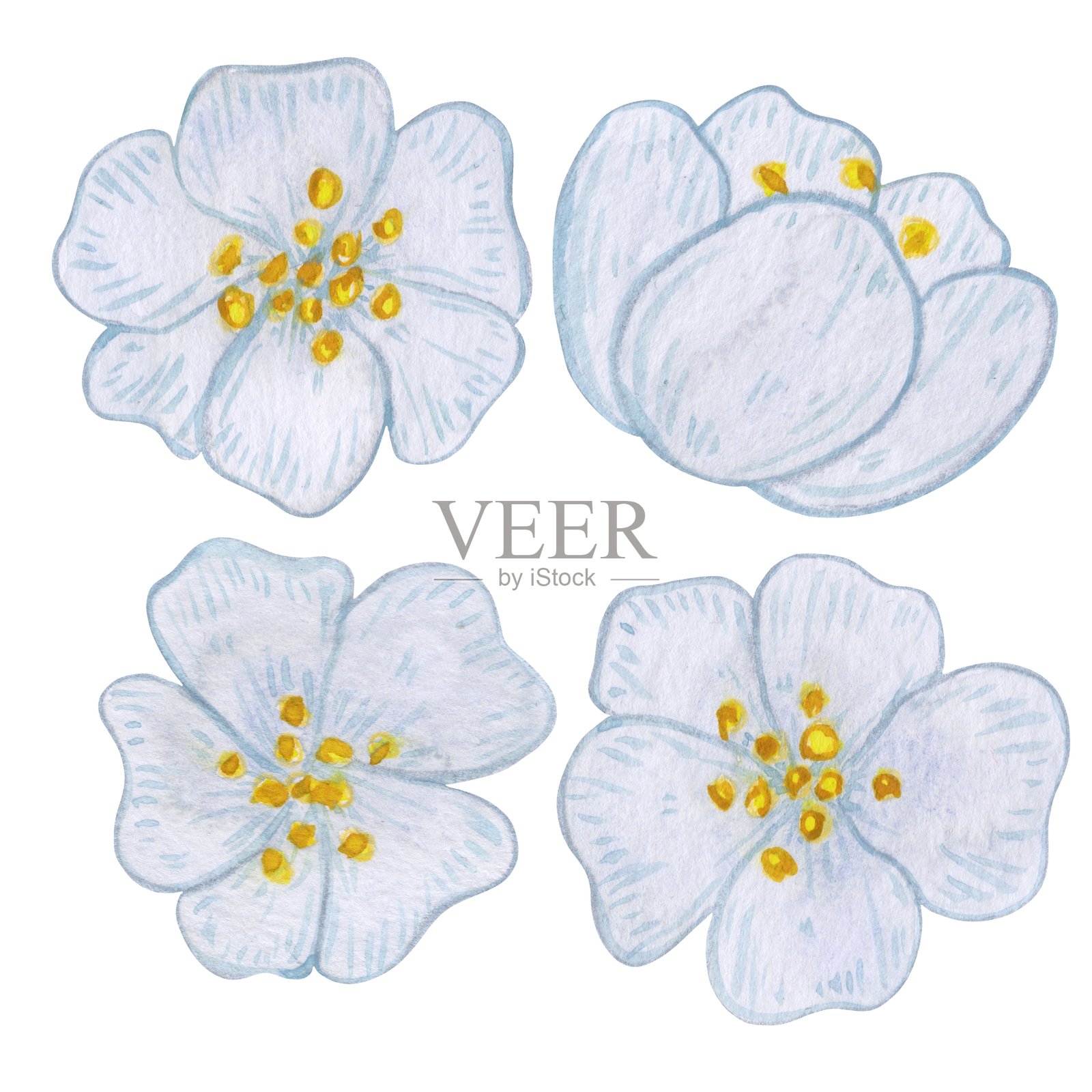 白色花朵和花蕾的茶花。手绘水彩套装，独立于白色背景。精美的细腻花朵集合。非常适合春季和夏季印刷以及植物设计。插画图片素材