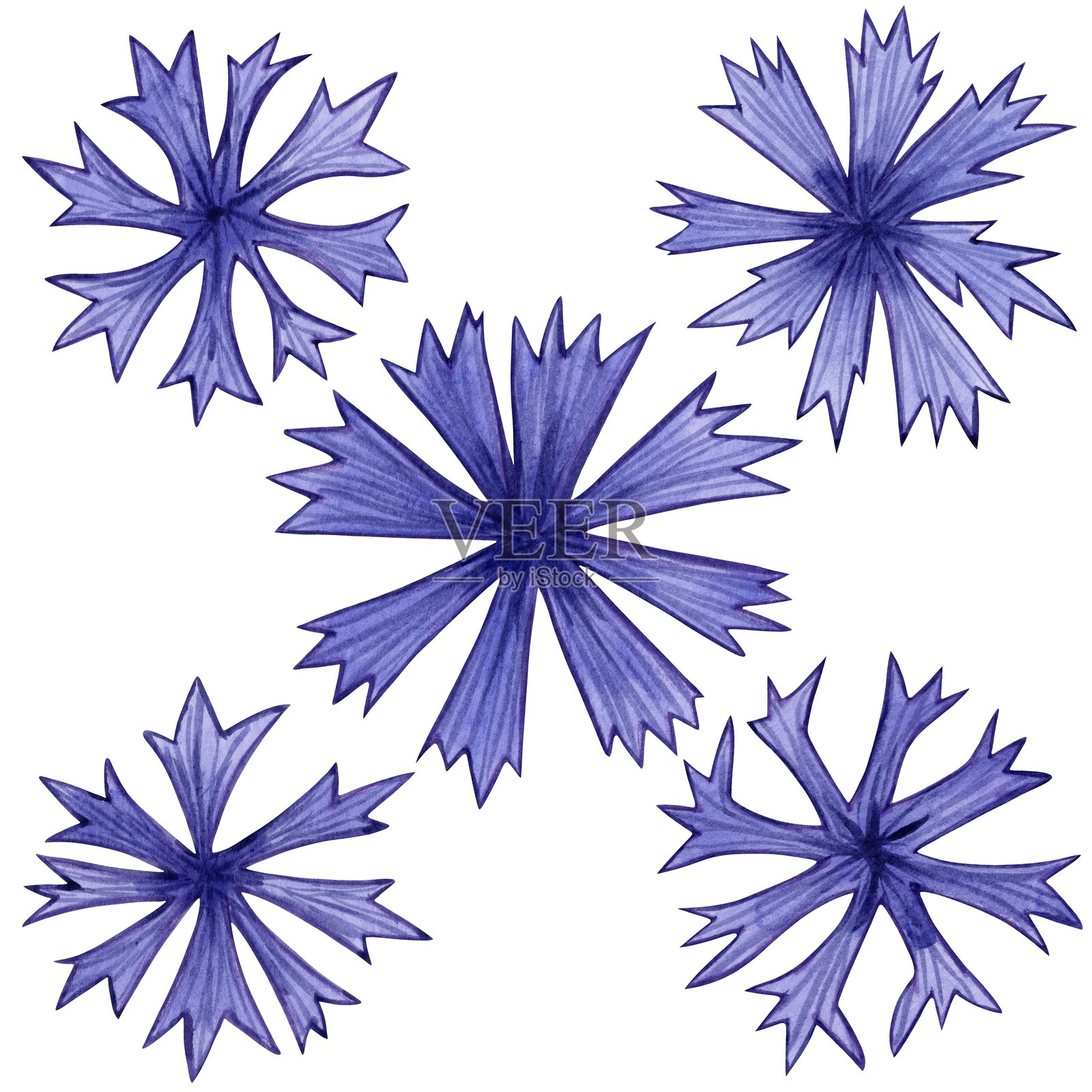 蓝色花朵的矢车菊插图。花卉和紫色花蕾的组合。草本植物的手绘，独立于白色背景。非常适合夏季和春季印刷、自然设计。插画图片素材