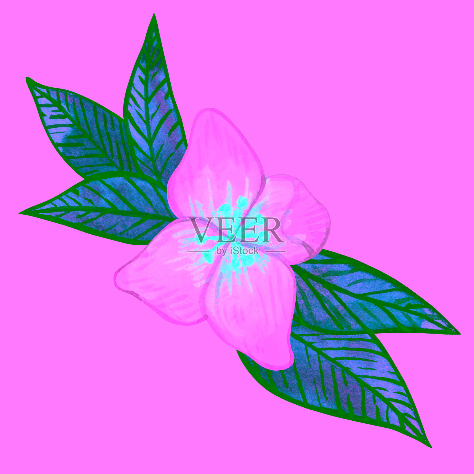 白色花朵和鲜艳绿色叶子的茉莉花。水彩插图，包含花蕾、叶子和绿植的组合。插画图片素材