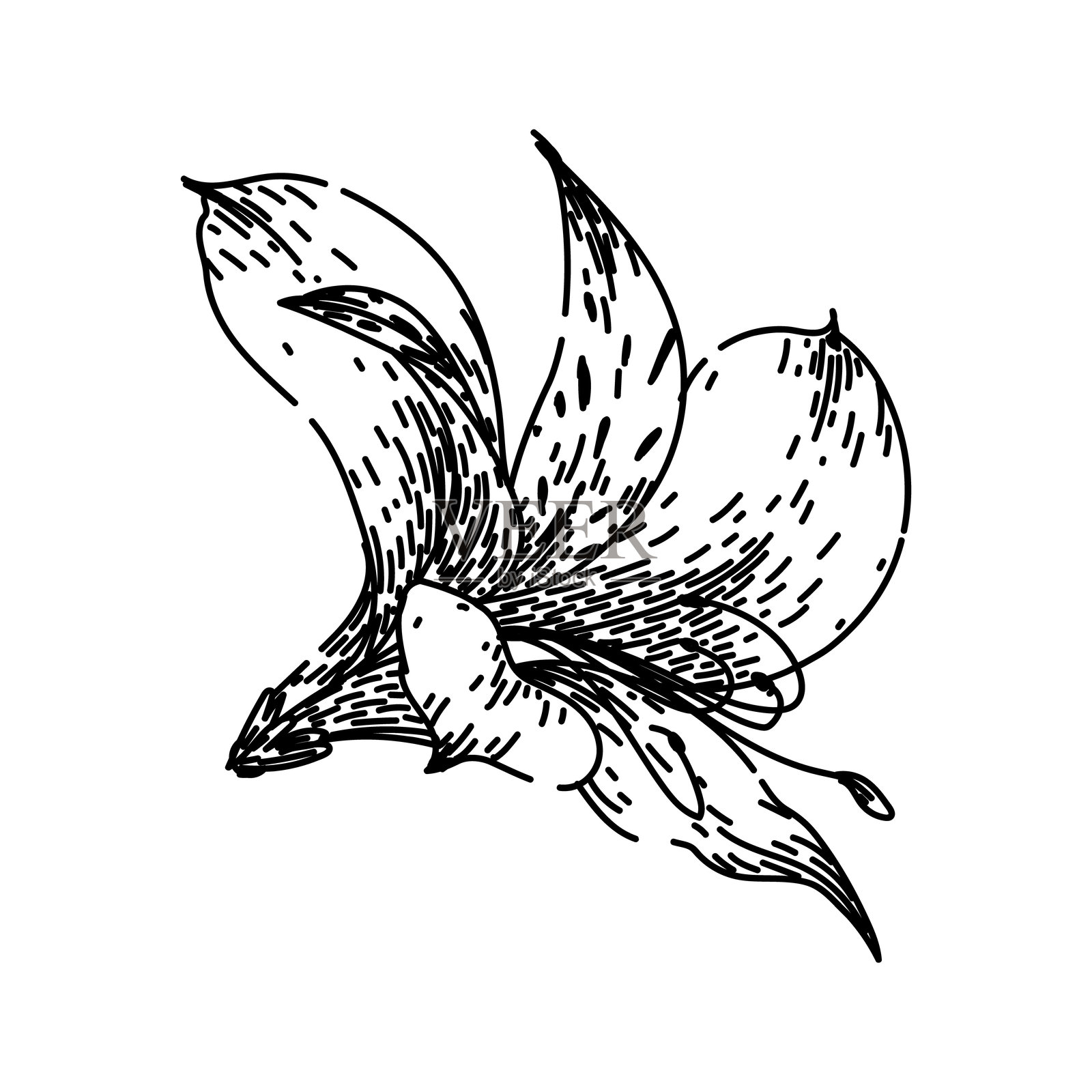 百合阿斯特梅里亚素描手绘矢量图插画图片素材