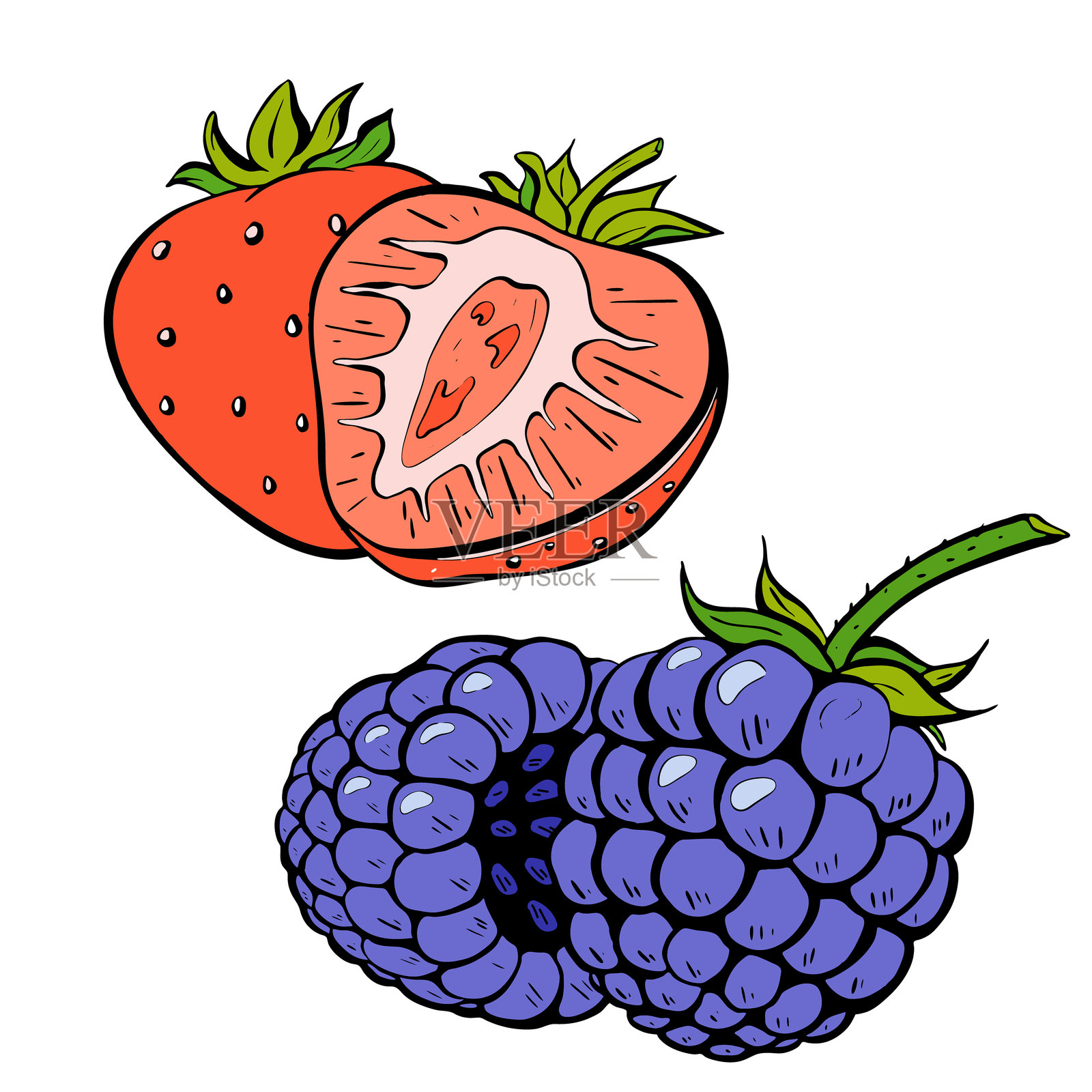 精美插图，展示新鲜草莓和黑莓的组合。矢量图。插画图片素材
