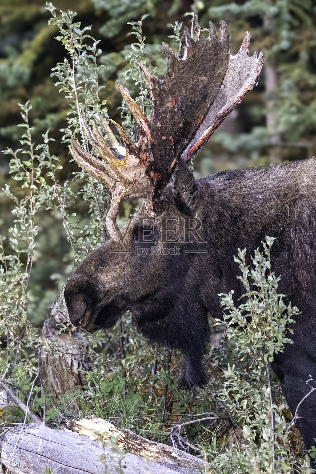 驼鹿照片摄影图片