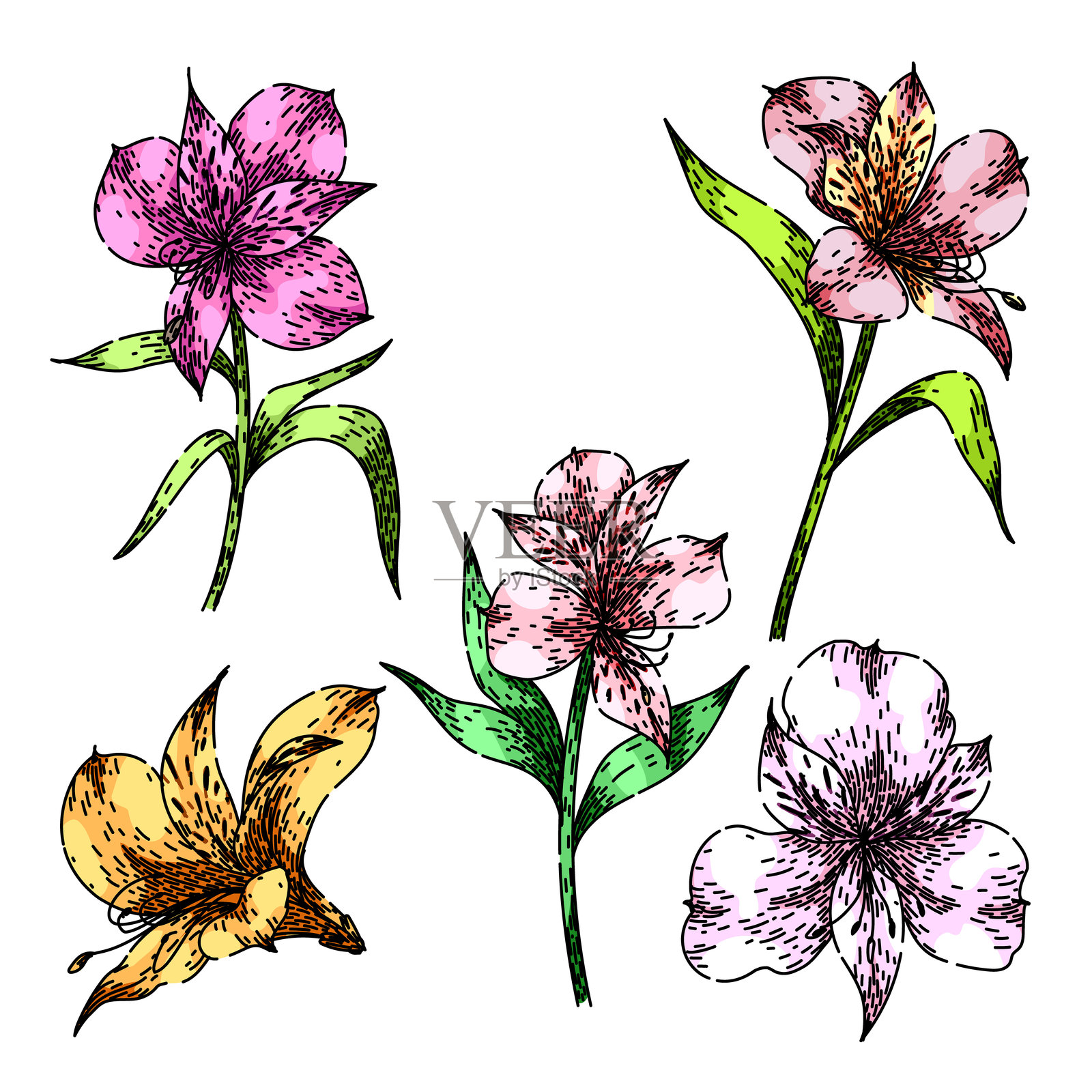 手绘向量的百合花草图插画图片素材