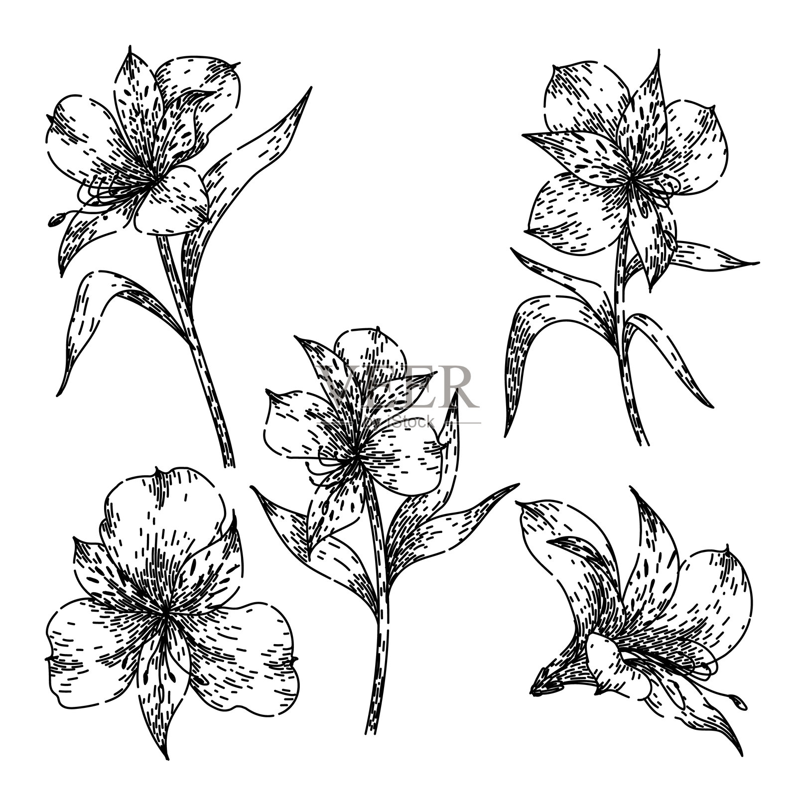 手绘向量的百合花草图插画图片素材