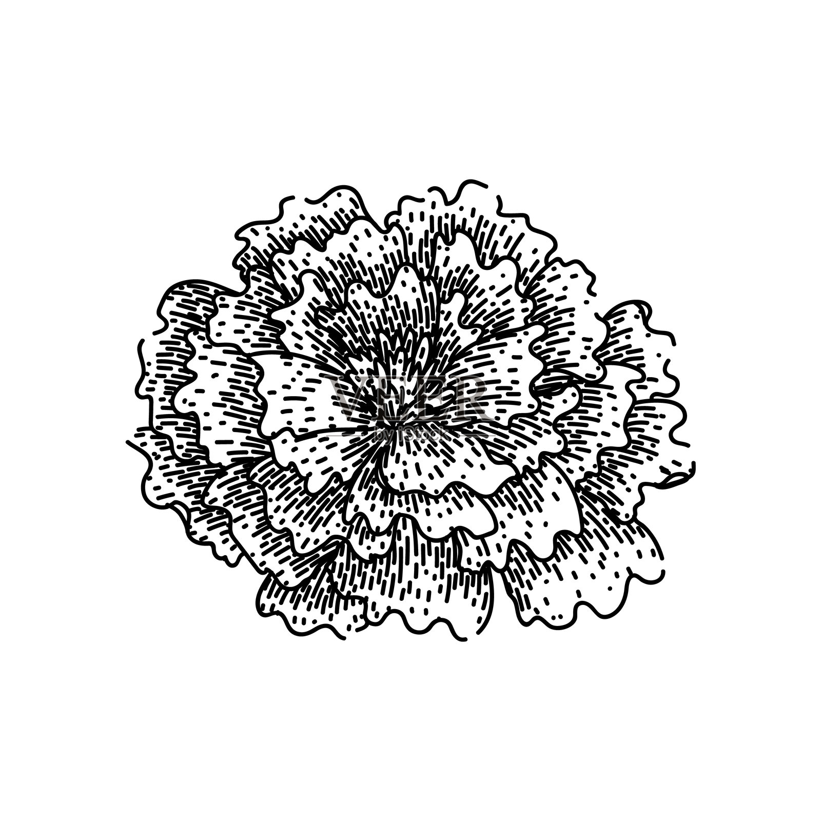 手绘花园万寿菊素描矢量图插画图片素材