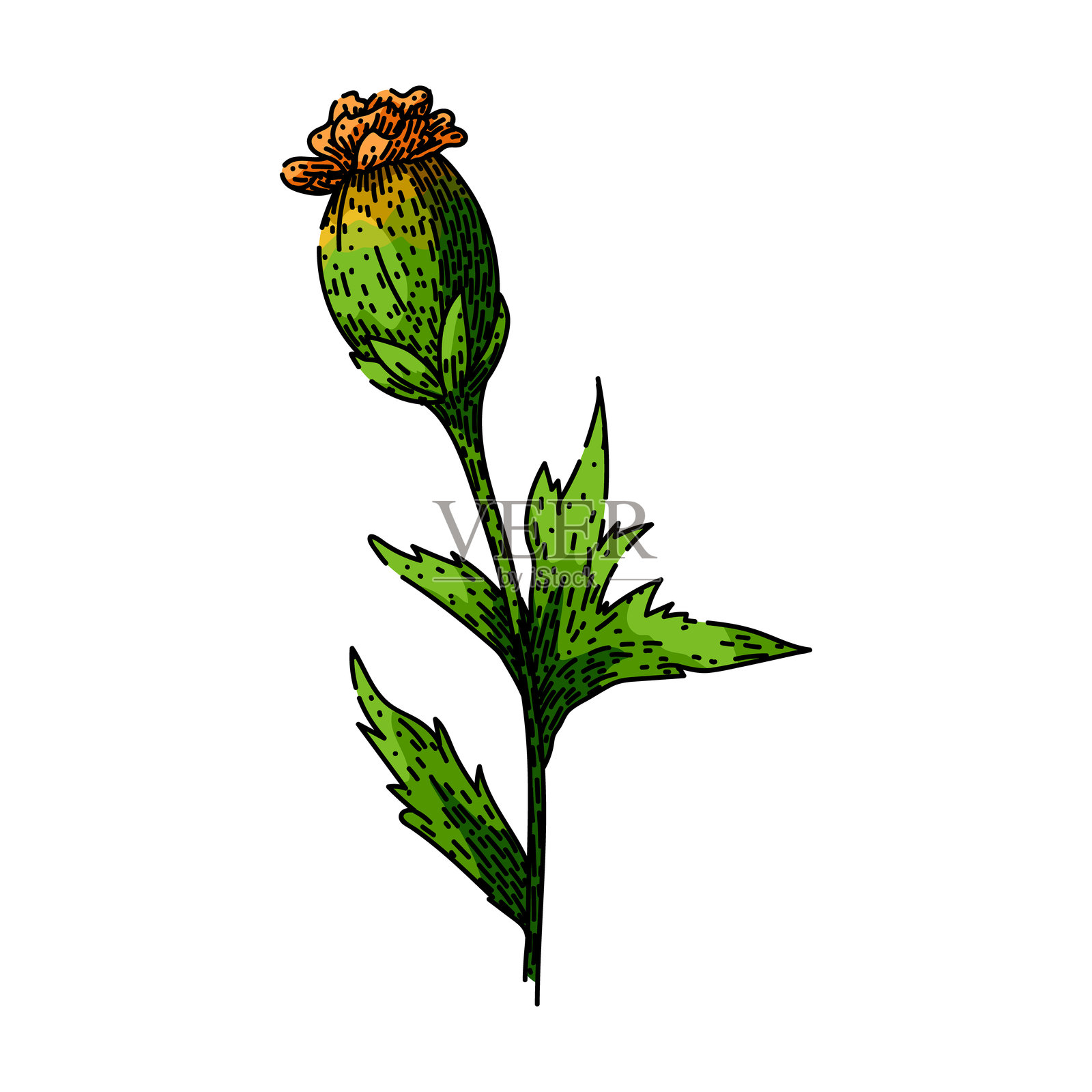 手绘向量的万寿菊草图插画图片素材