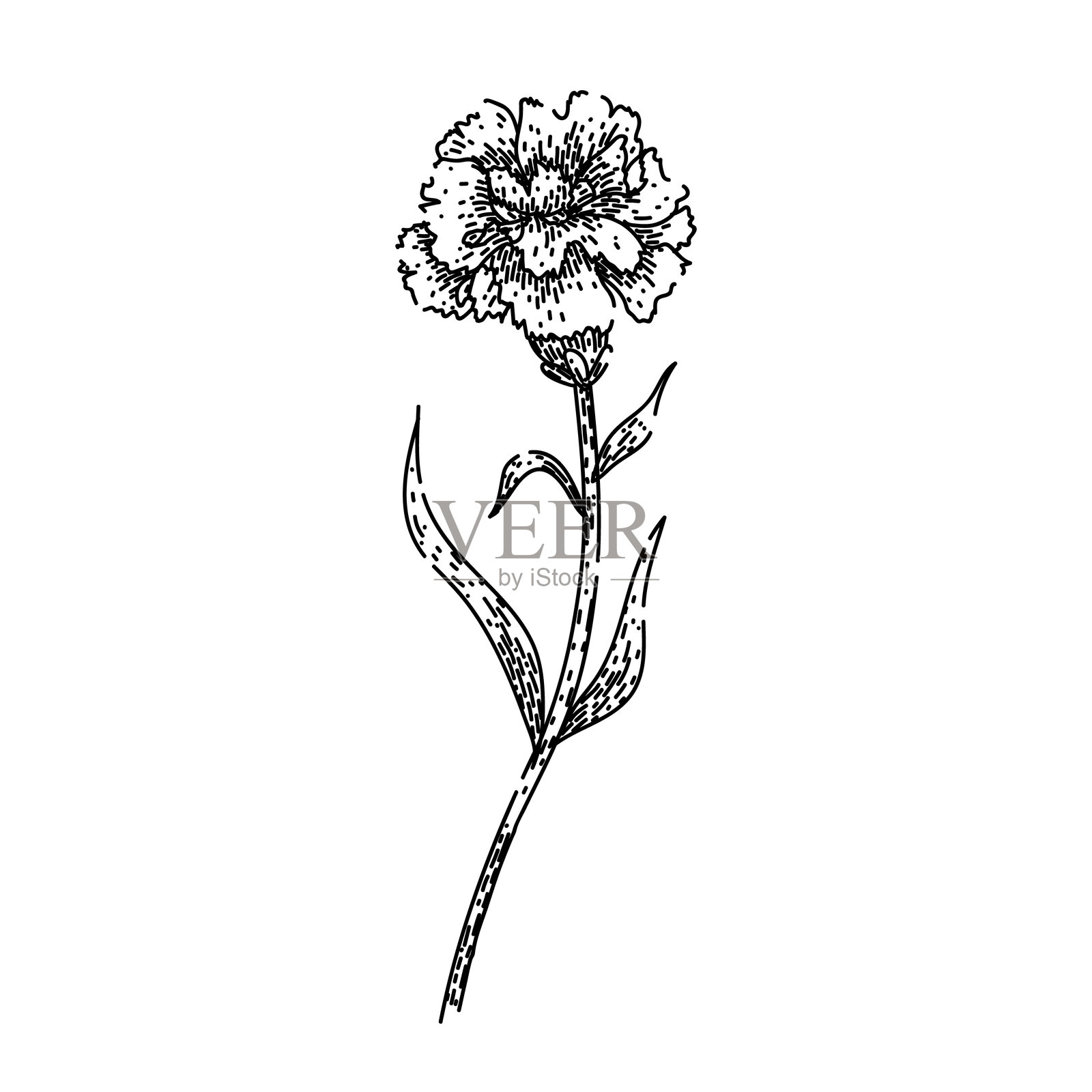 香水康乃馨素描手绘矢量图插画图片素材