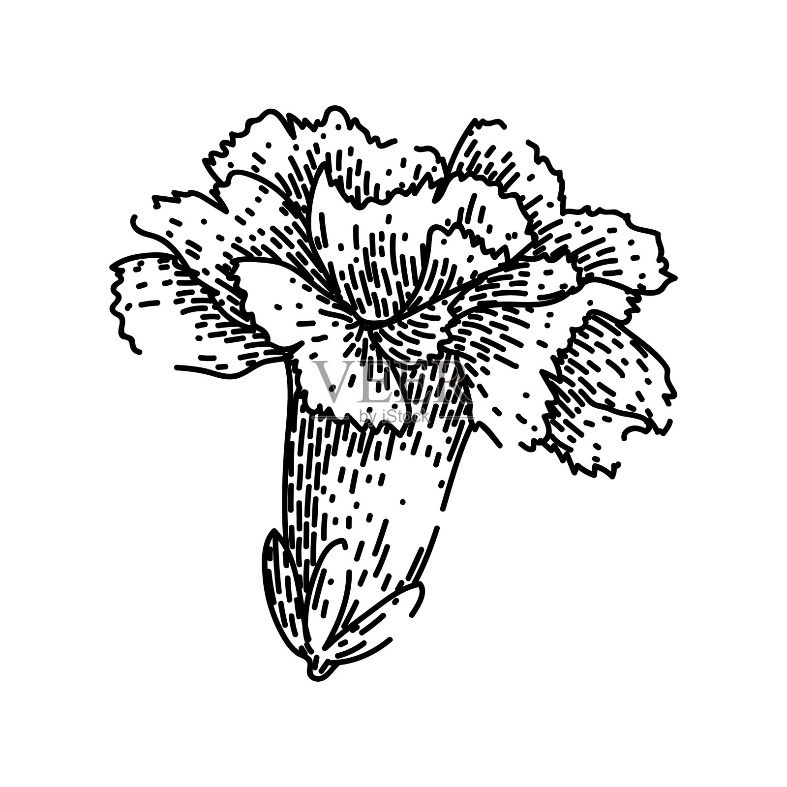 粉色康乃馨素描手绘矢量图插画图片素材