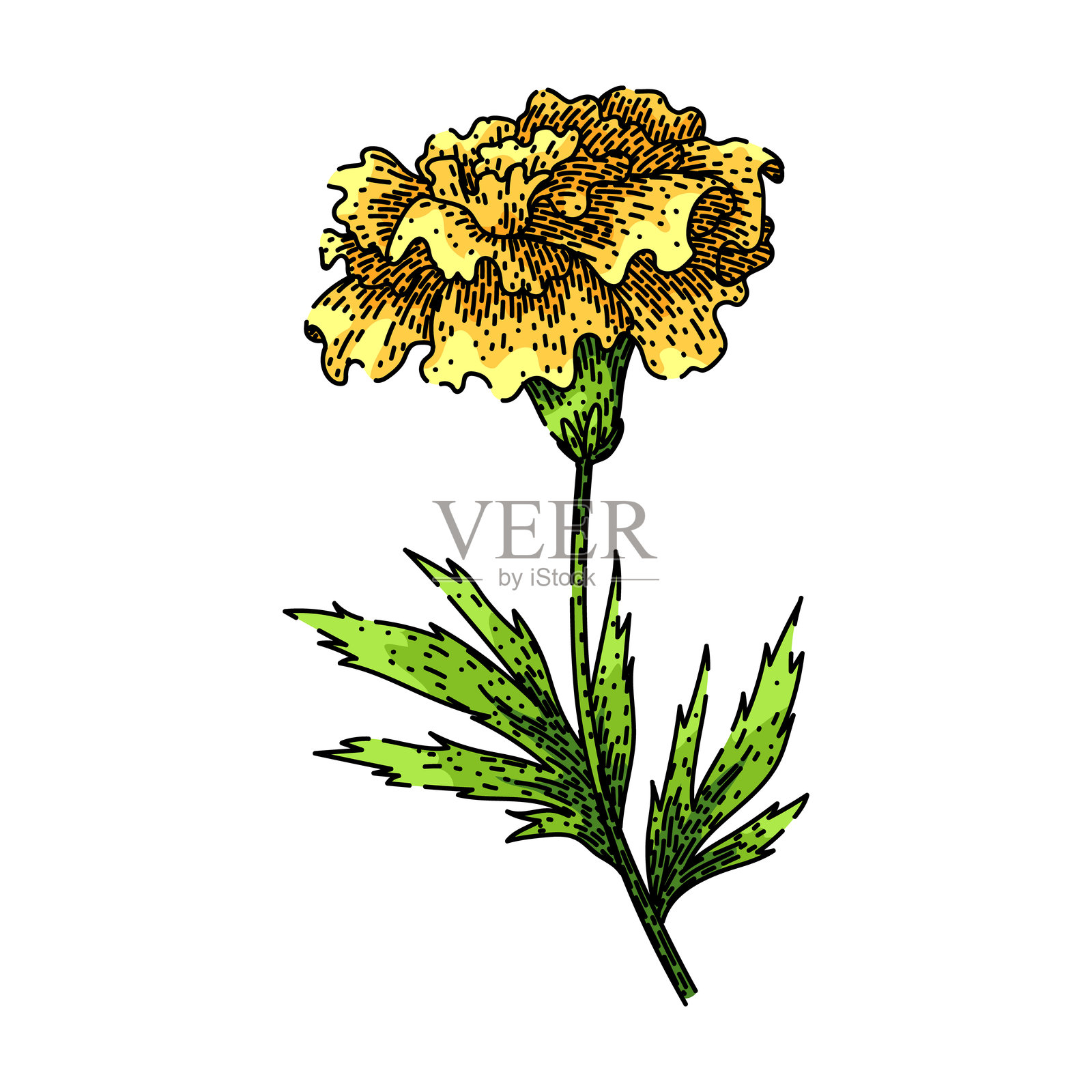 手绘向量金盏花草图插画图片素材