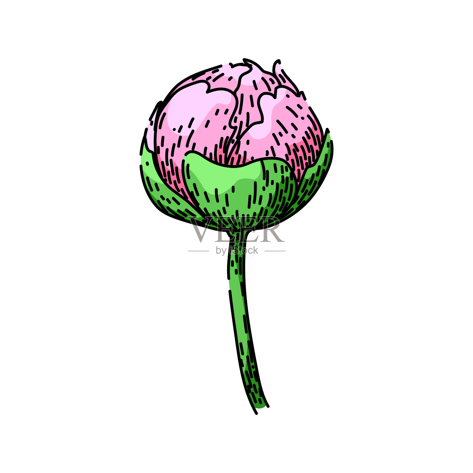 手绘向量牡丹花素描插画图片素材