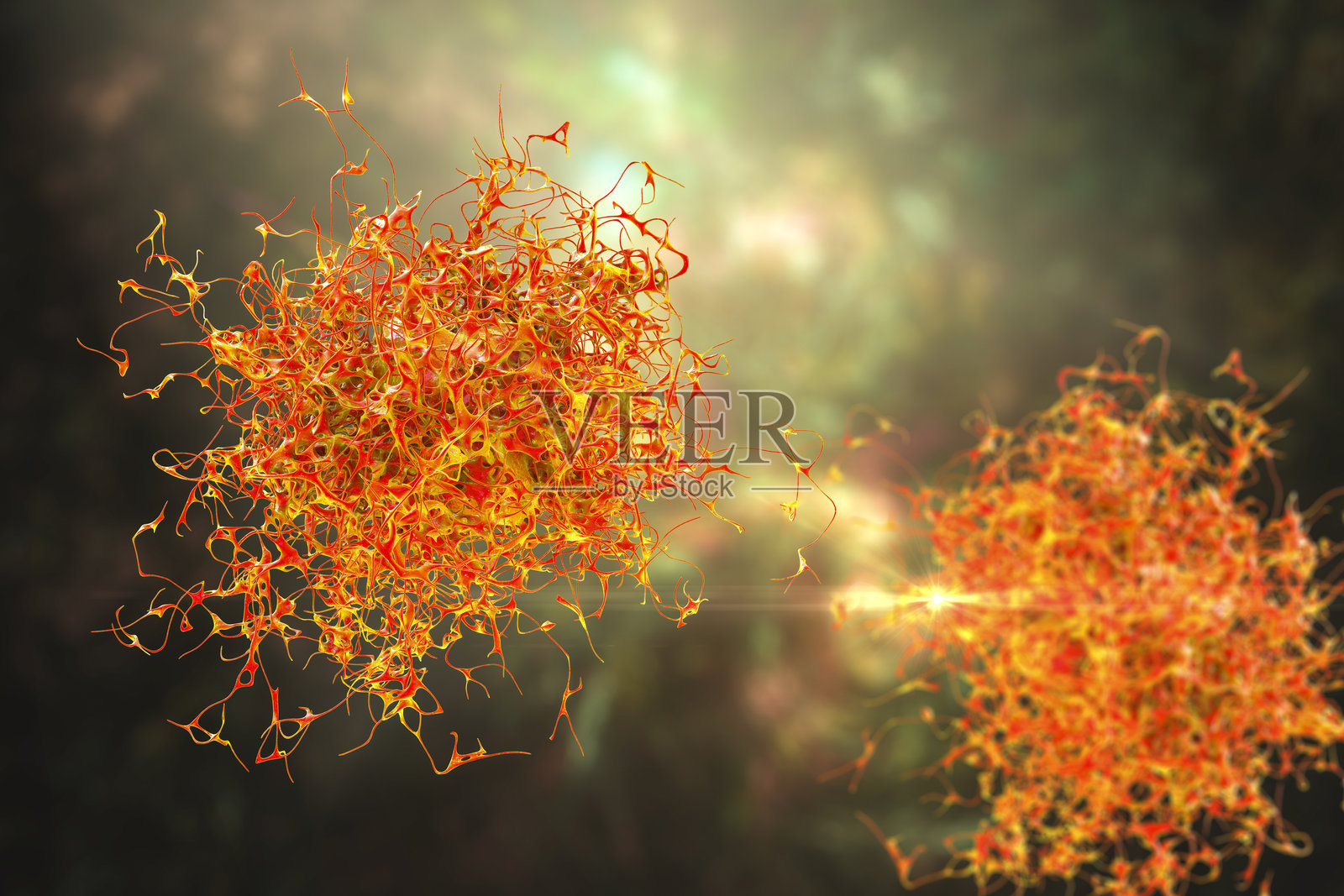 变形虫插图照片摄影图片