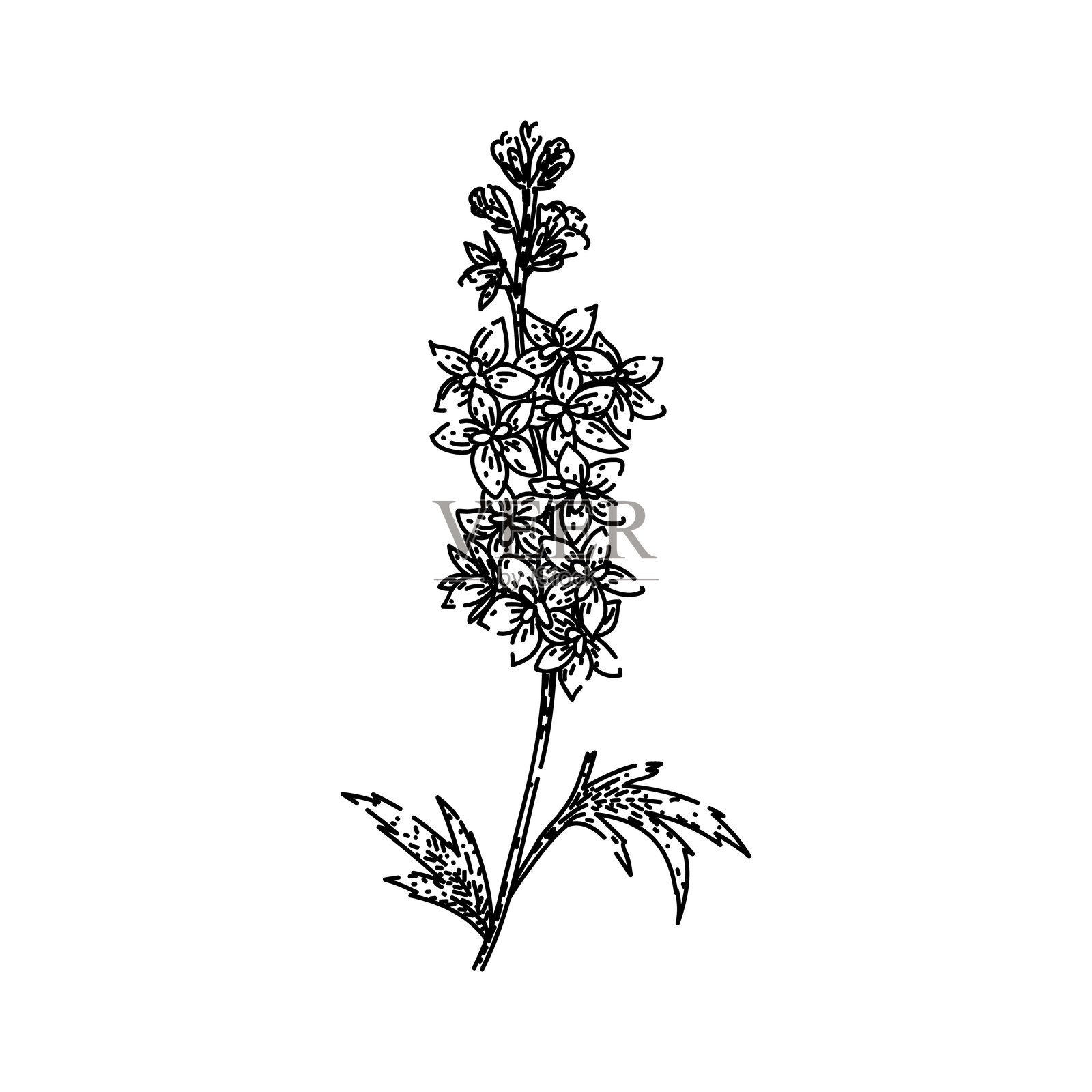 手绘矢量图的园艺蓝铃花草图插画图片素材