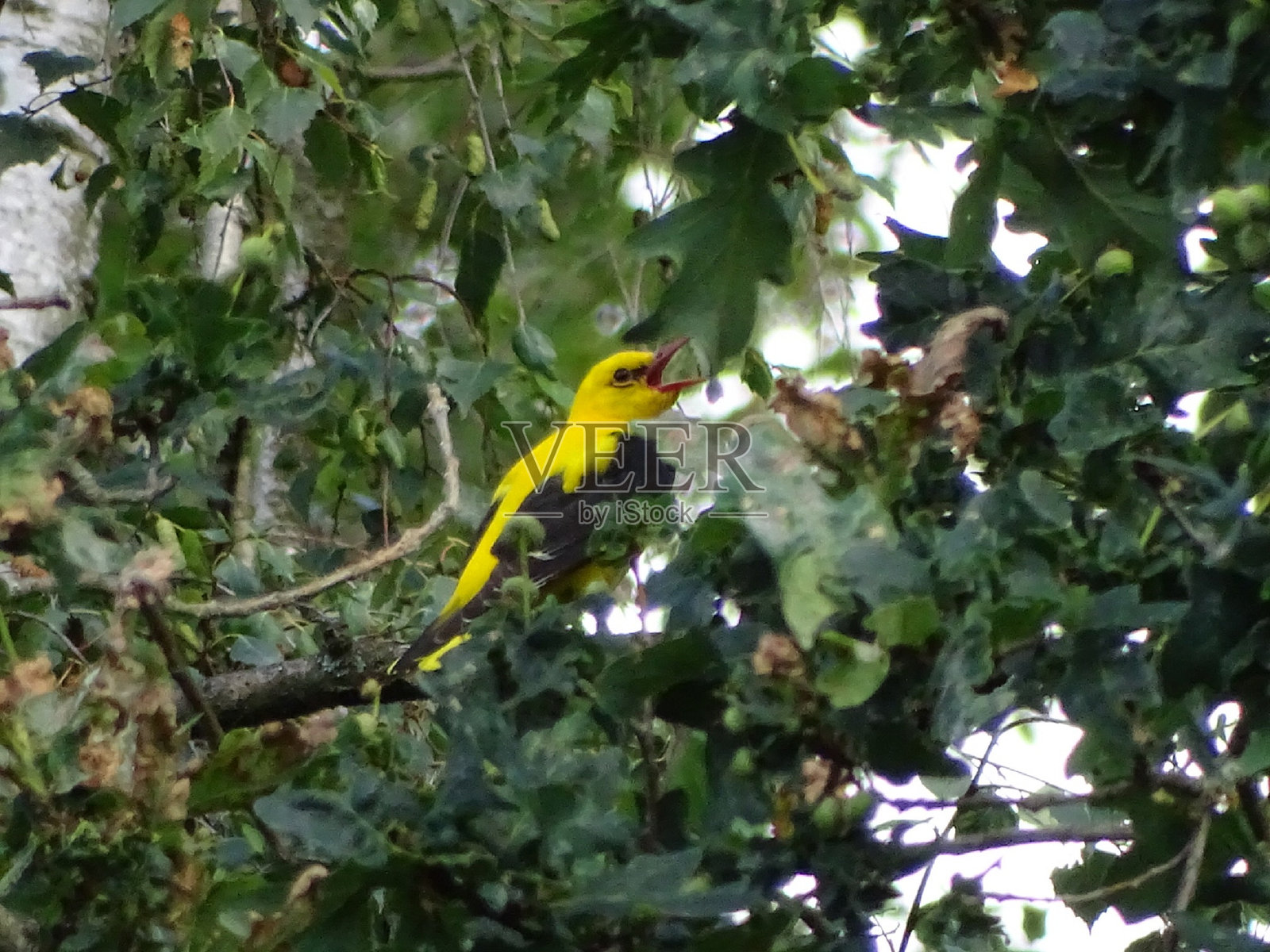 黄鹂照片摄影图片