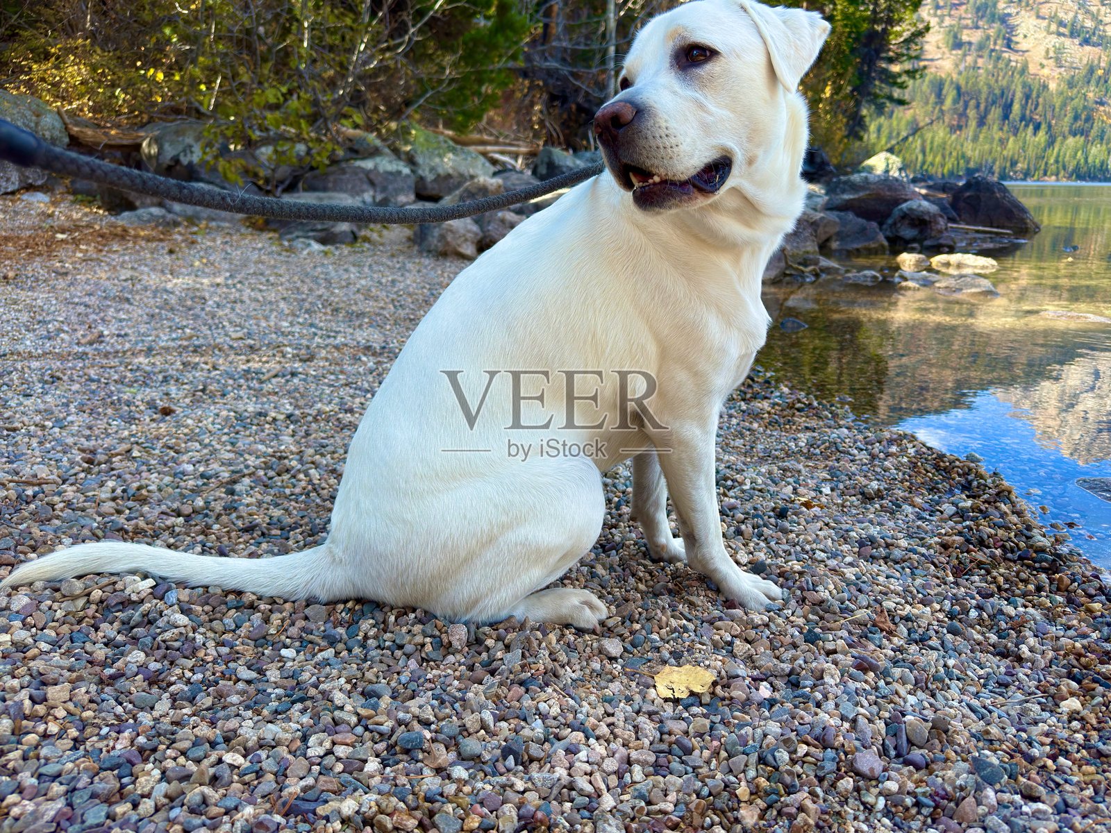 在怀俄明州的珍妮湖旁的拉布拉多寻回犬照片摄影图片
