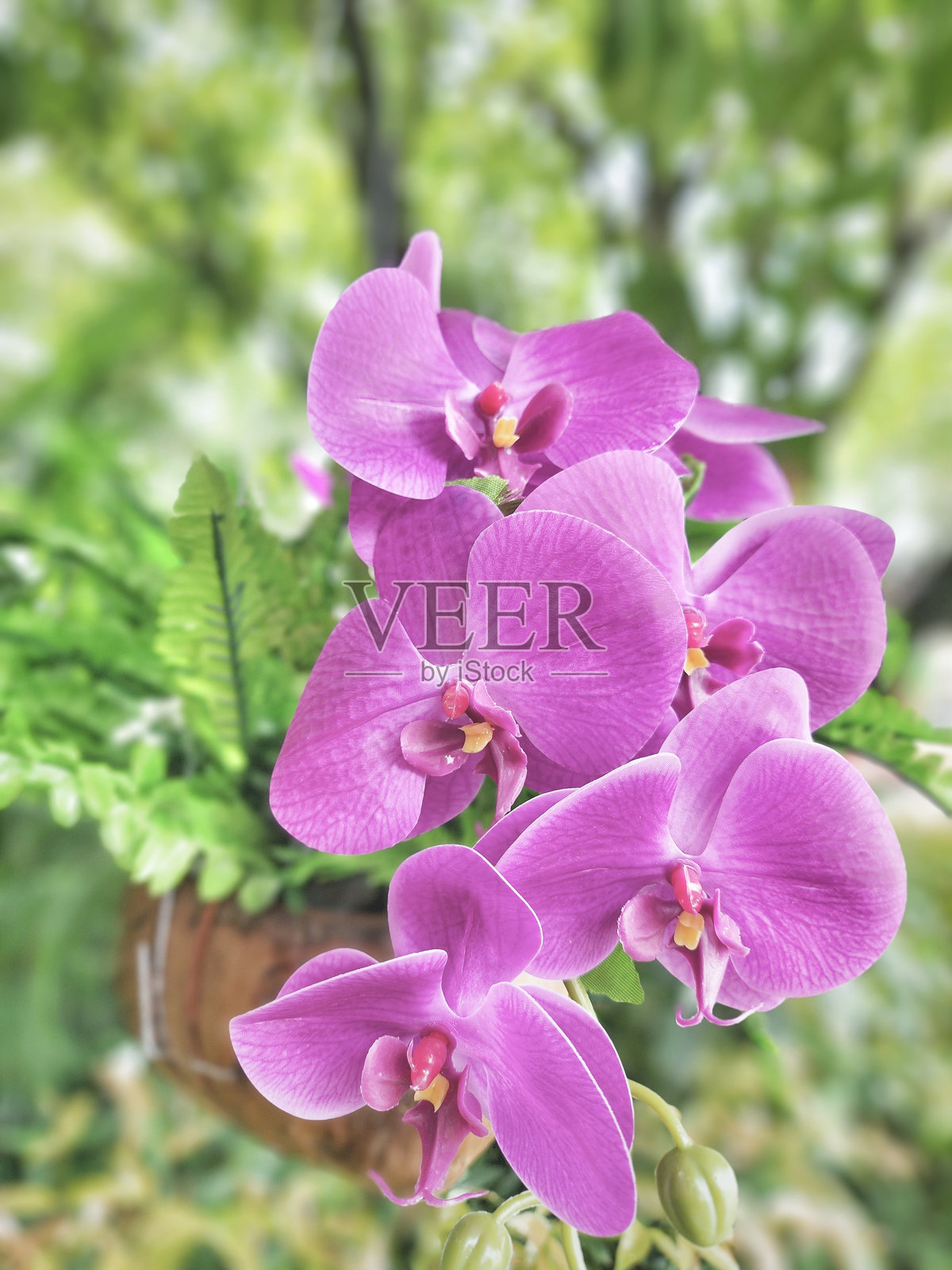 美丽的粉色兰花照片摄影图片