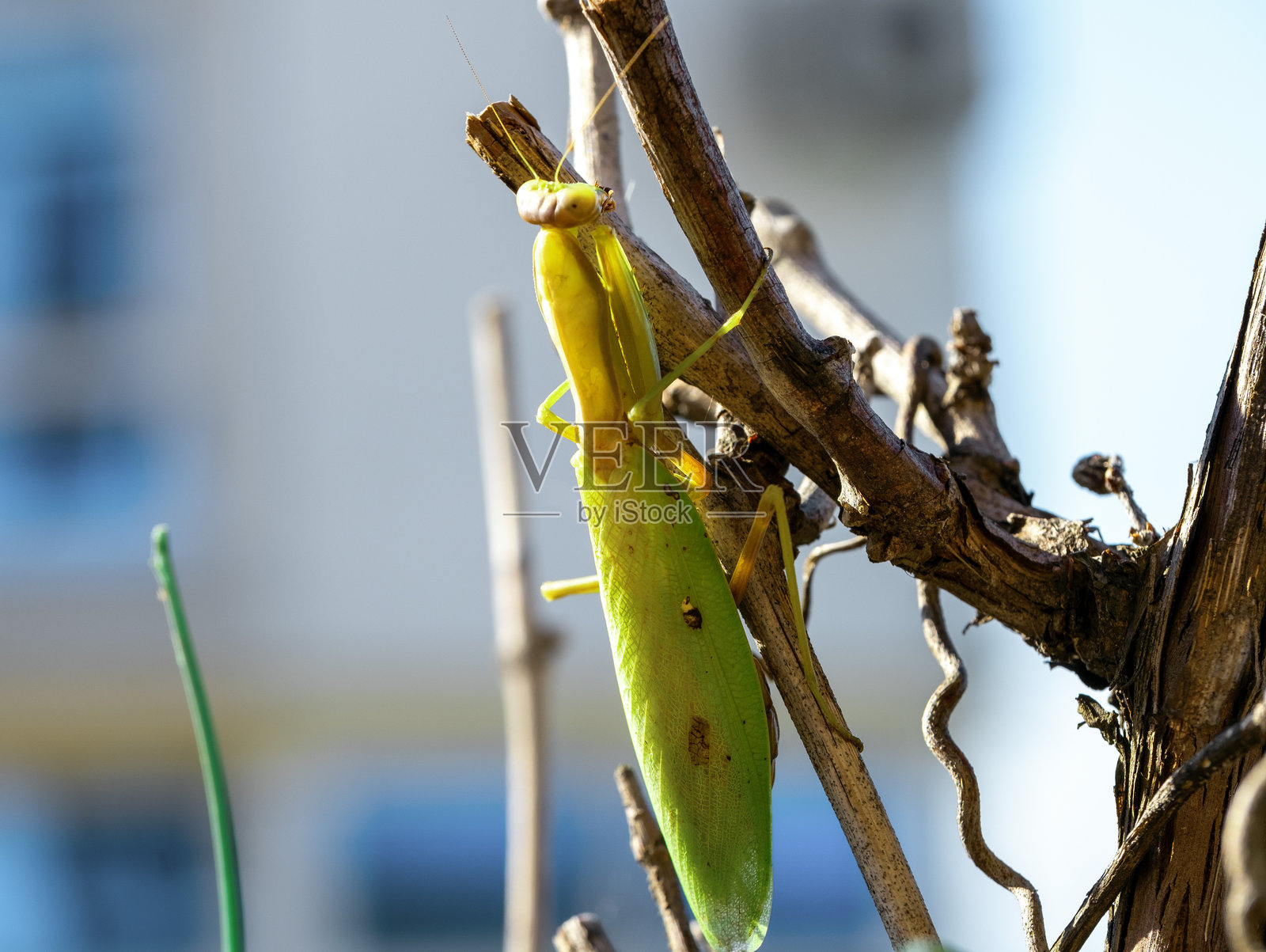 一只绿色螳螂栖息在树枝上的特写镜头。照片摄影图片