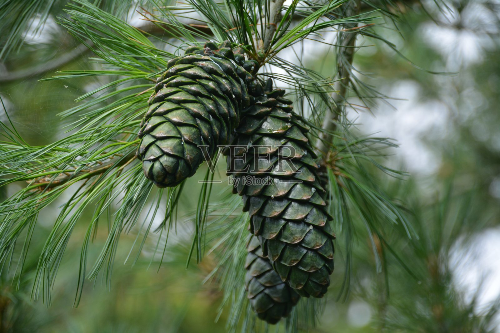 Close-Up Of Pine Tree照片摄影图片