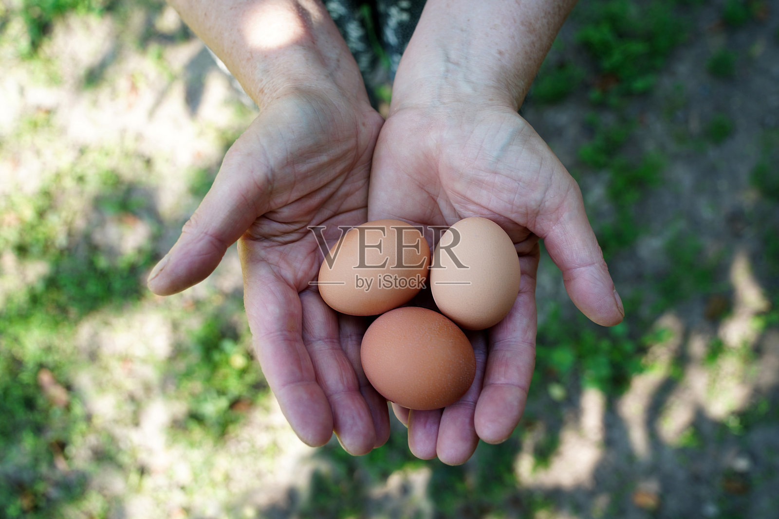 散养鸡蛋照片摄影图片