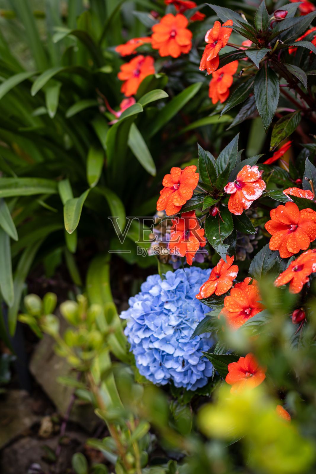 生机勃勃的花园场景，橙色的凤仙花和蓝色的绣球花照片摄影图片