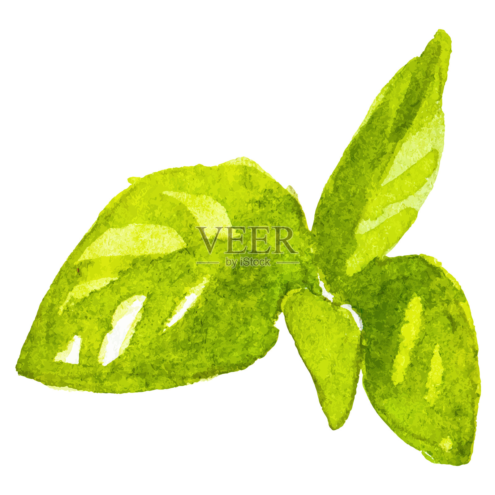 水彩画的罗勒。手绘的新鲜食品设计元素，独立于白色背景。插画图片素材