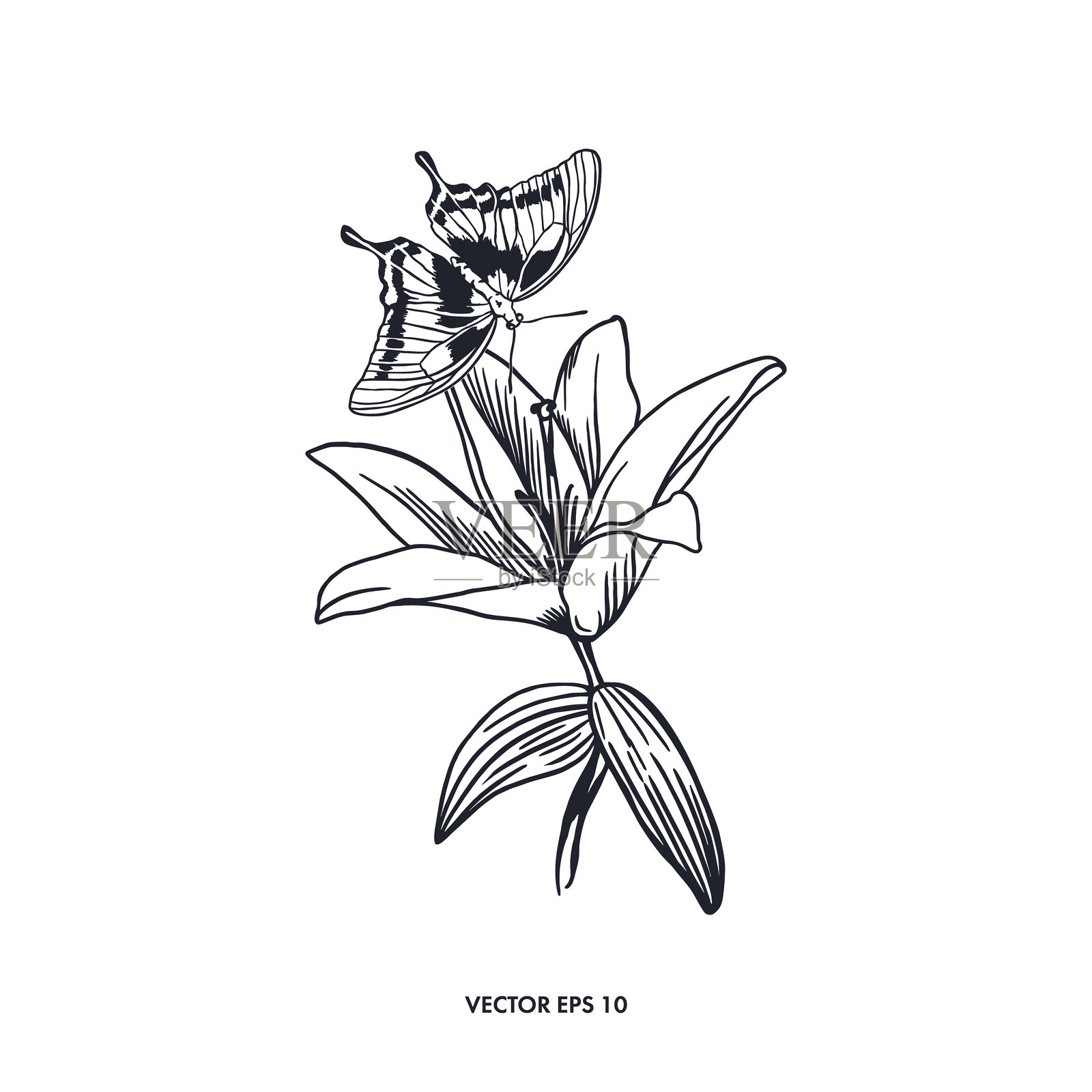 带蝴蝶的百合。手绘花卉和昆虫轮廓的矢量插图。图形。卡片、邀请函、纹身、标签、横幅、海报。插画图片素材