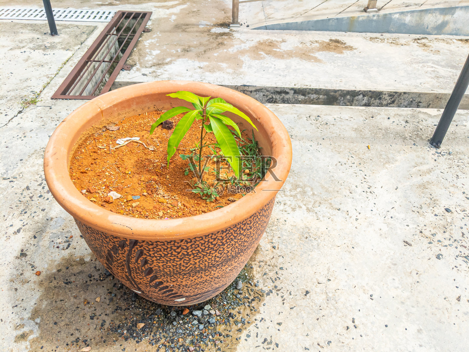 一个大花盆里种着小树。照片摄影图片