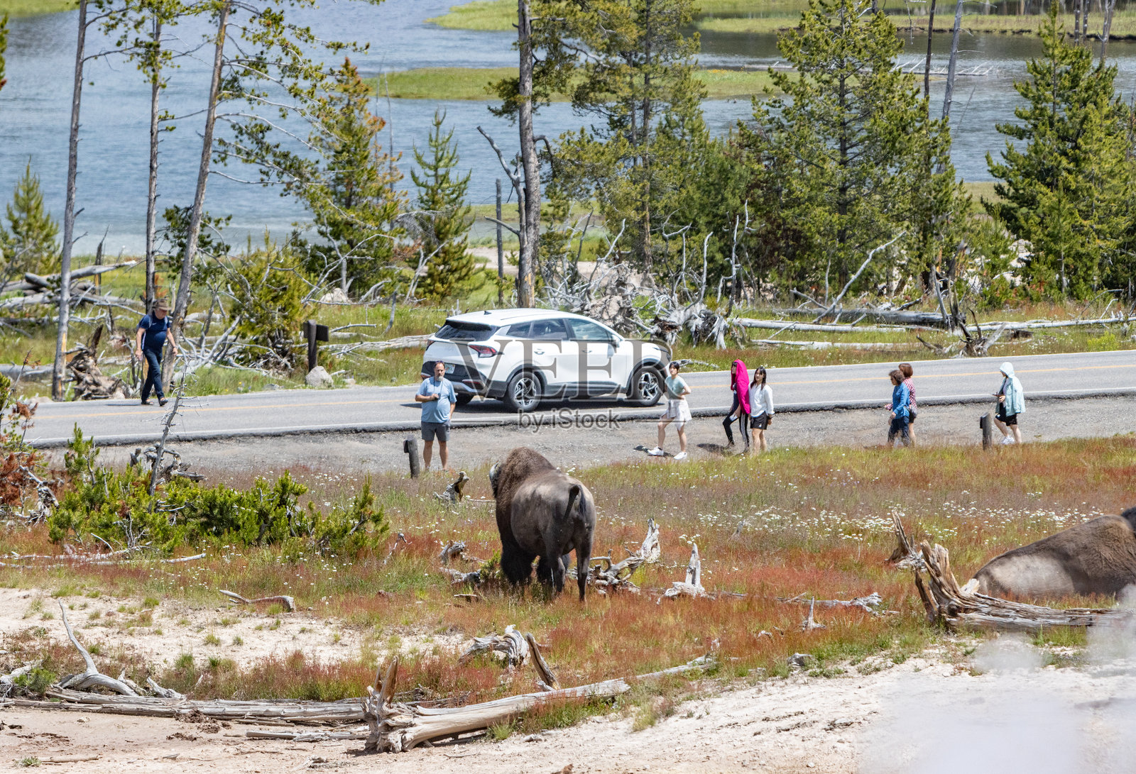 游客在怀俄明州黄石国家公园的泥火山附近接近美洲野牛照片摄影图片