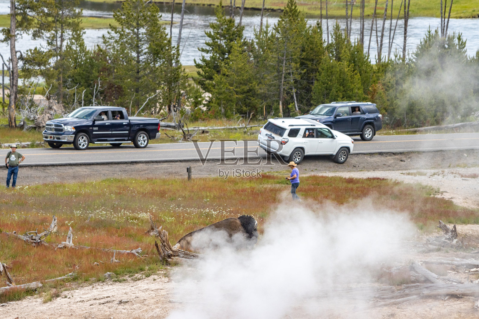 游客在怀俄明州黄石国家公园的泥火山附近接近美洲野牛照片摄影图片