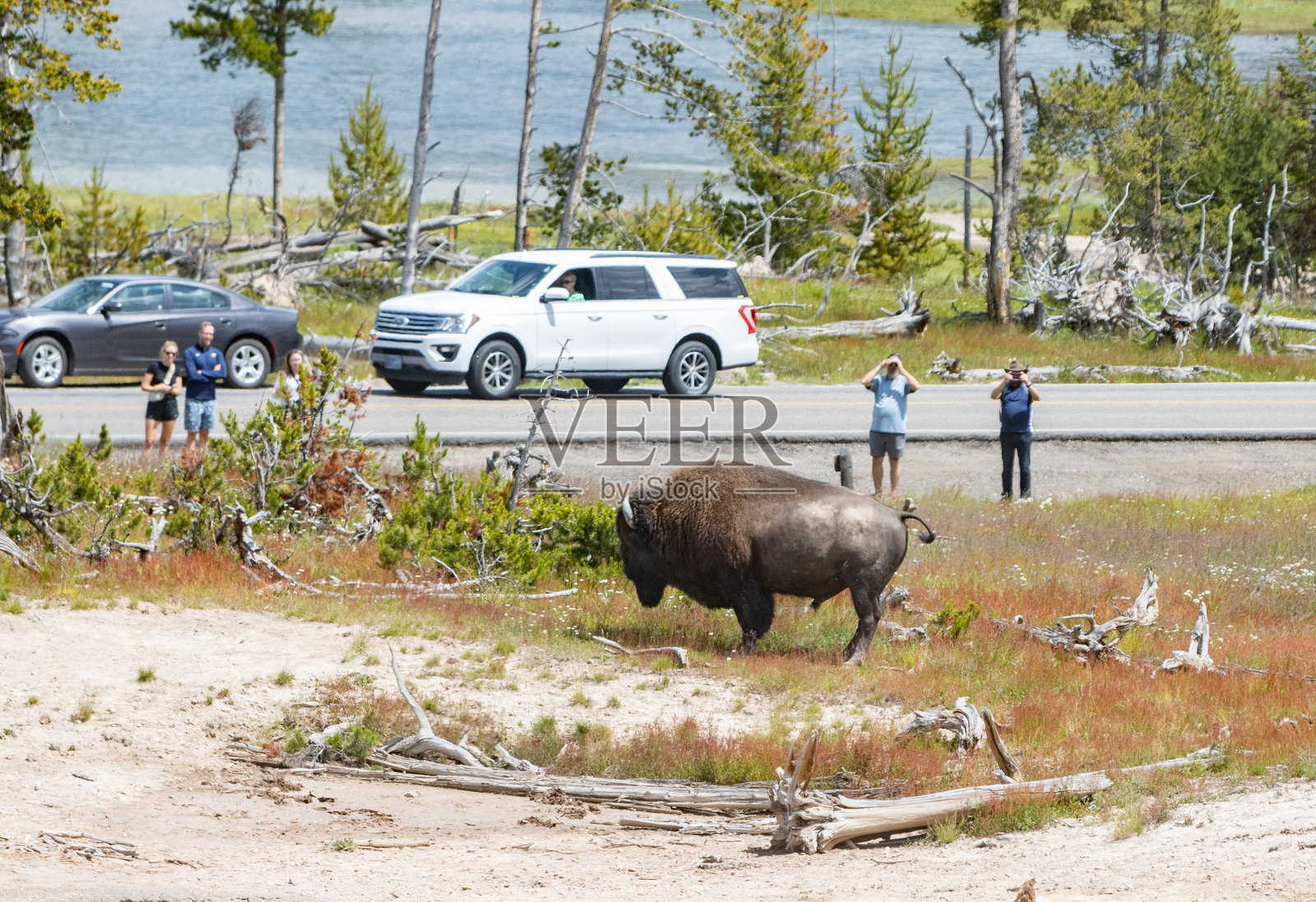 游客在怀俄明州黄石国家公园的泥火山附近观察美洲野牛照片摄影图片