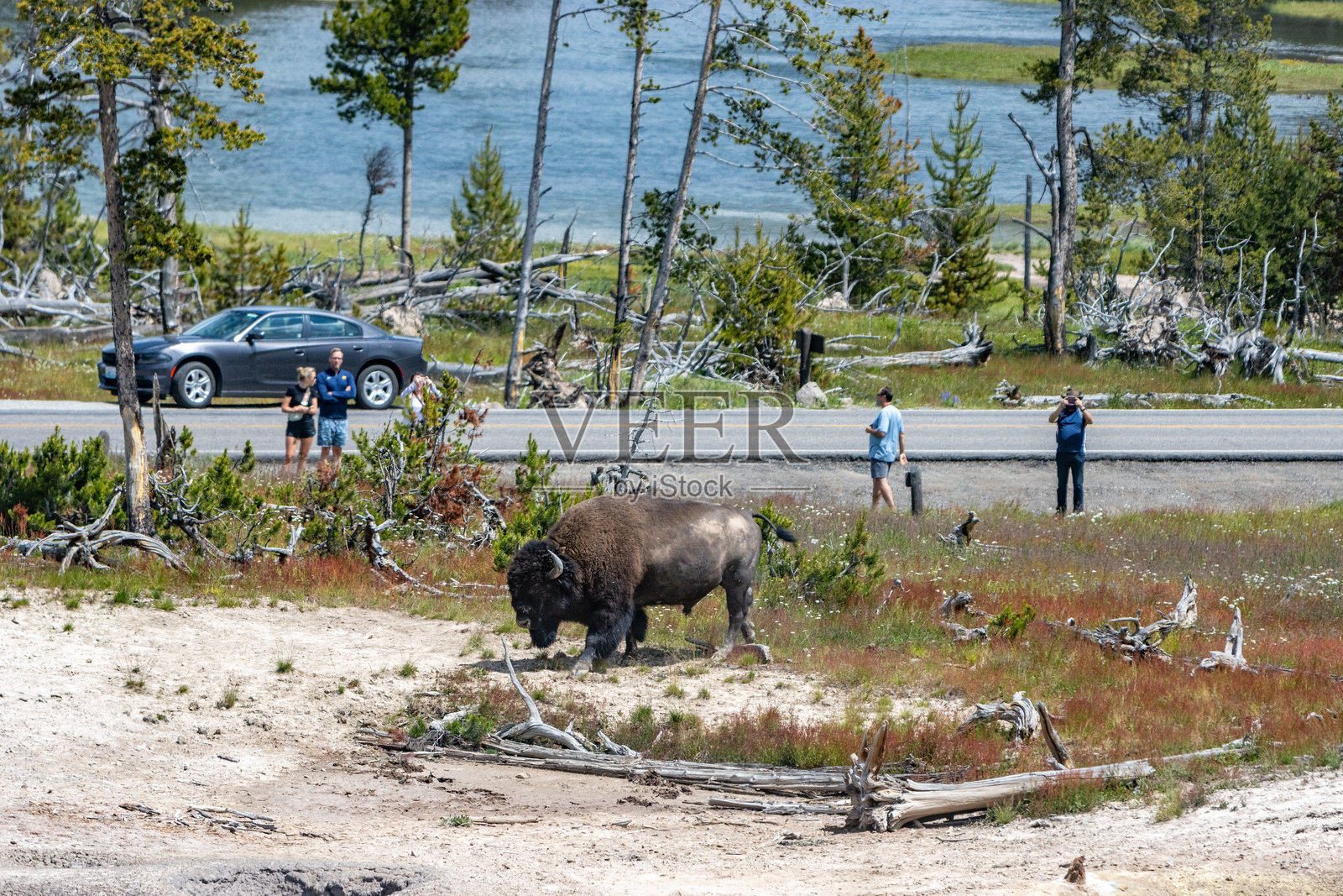 游客在怀俄明州黄石国家公园的泥火山附近观看美洲野牛照片摄影图片