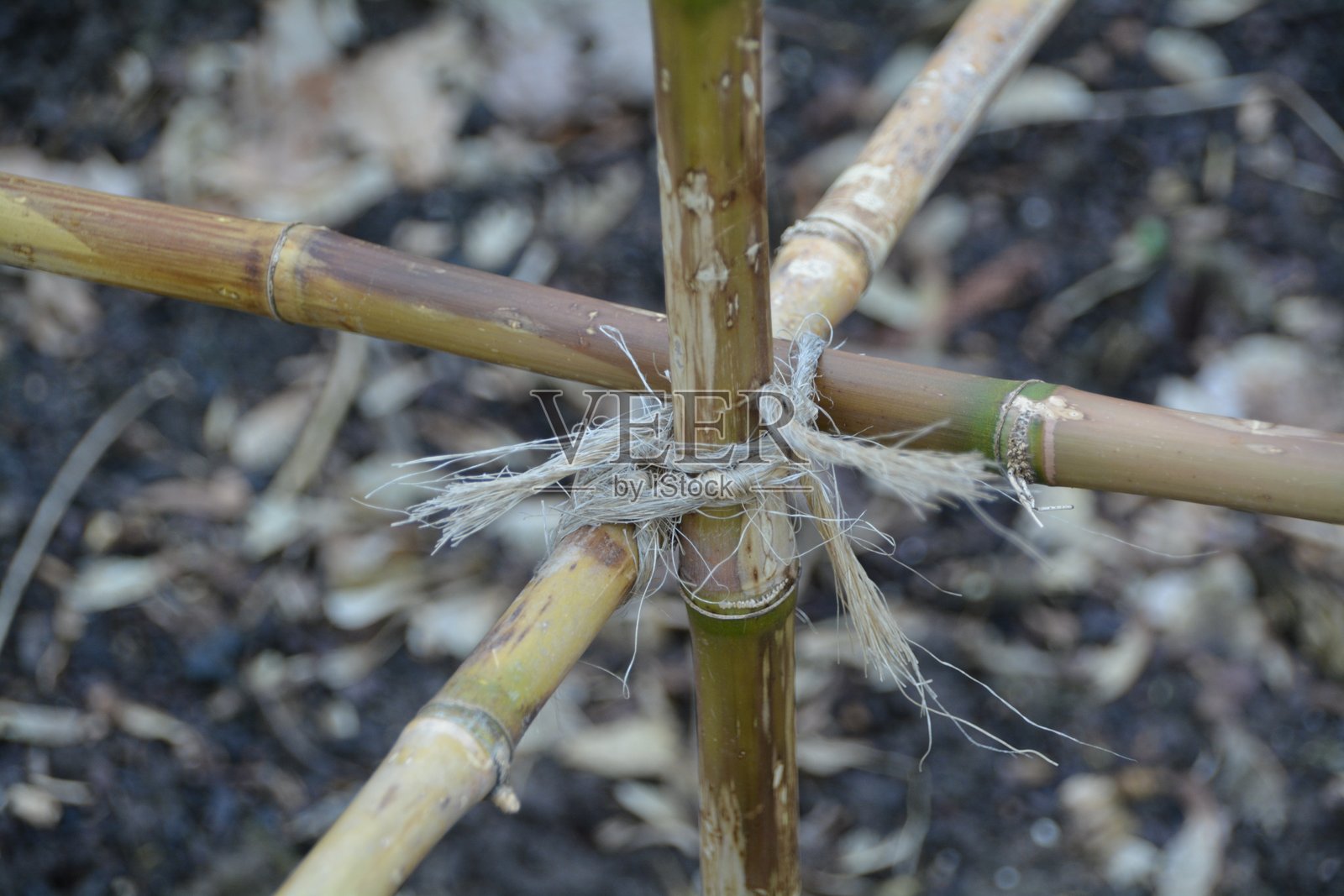 植物特写照片摄影图片