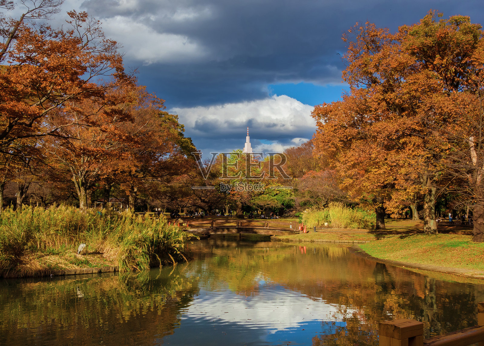 代代木公园的秋天照片摄影图片