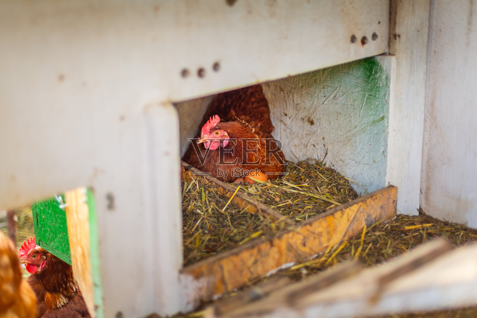 鸡在鸡舍里。自然有机农业概念。照片摄影图片