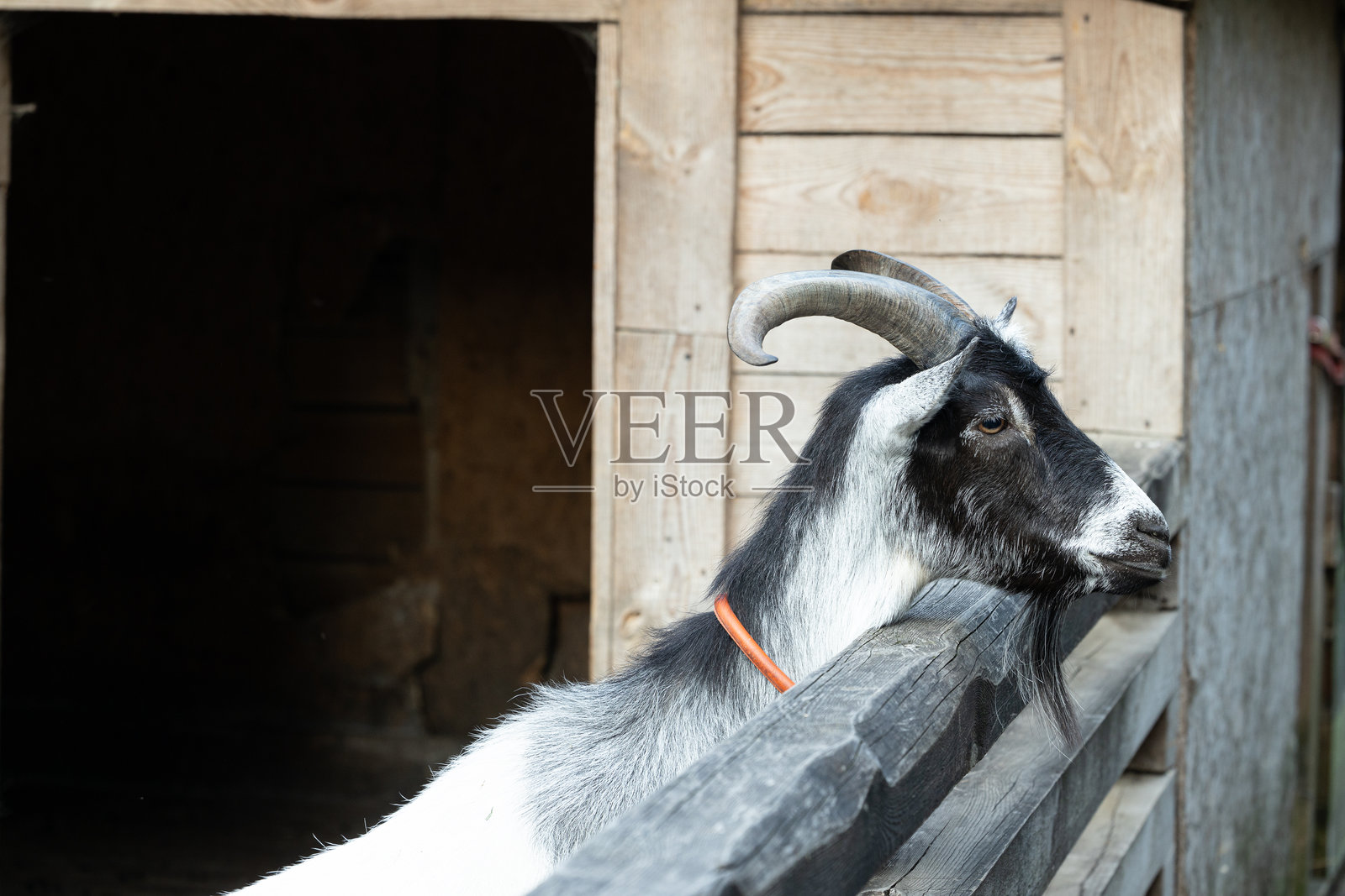 农场山羊动物肖像，带角，背景为乡村木屋和谷仓。照片摄影图片