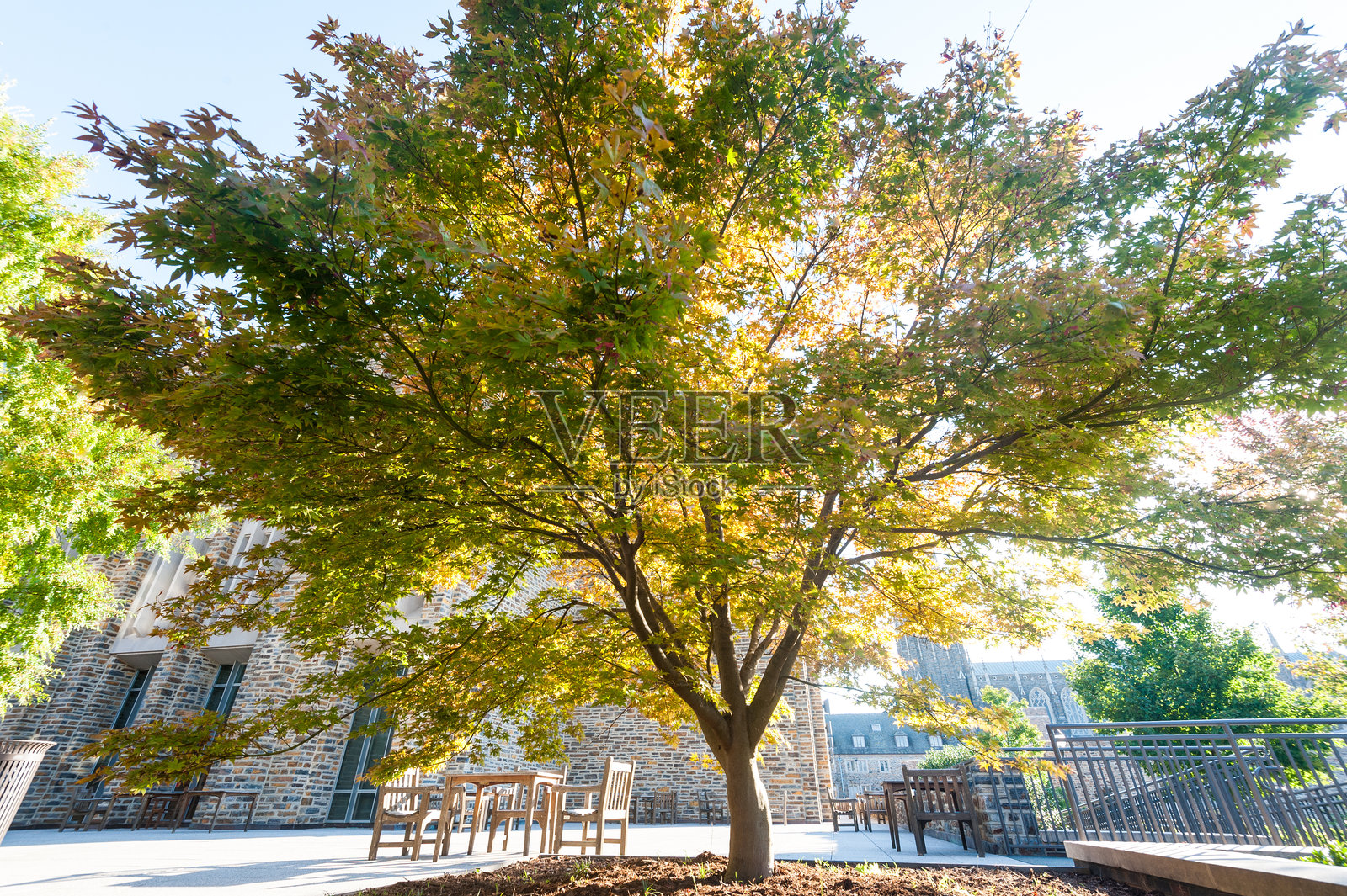 杜克大学中央校园的一棵树照片摄影图片