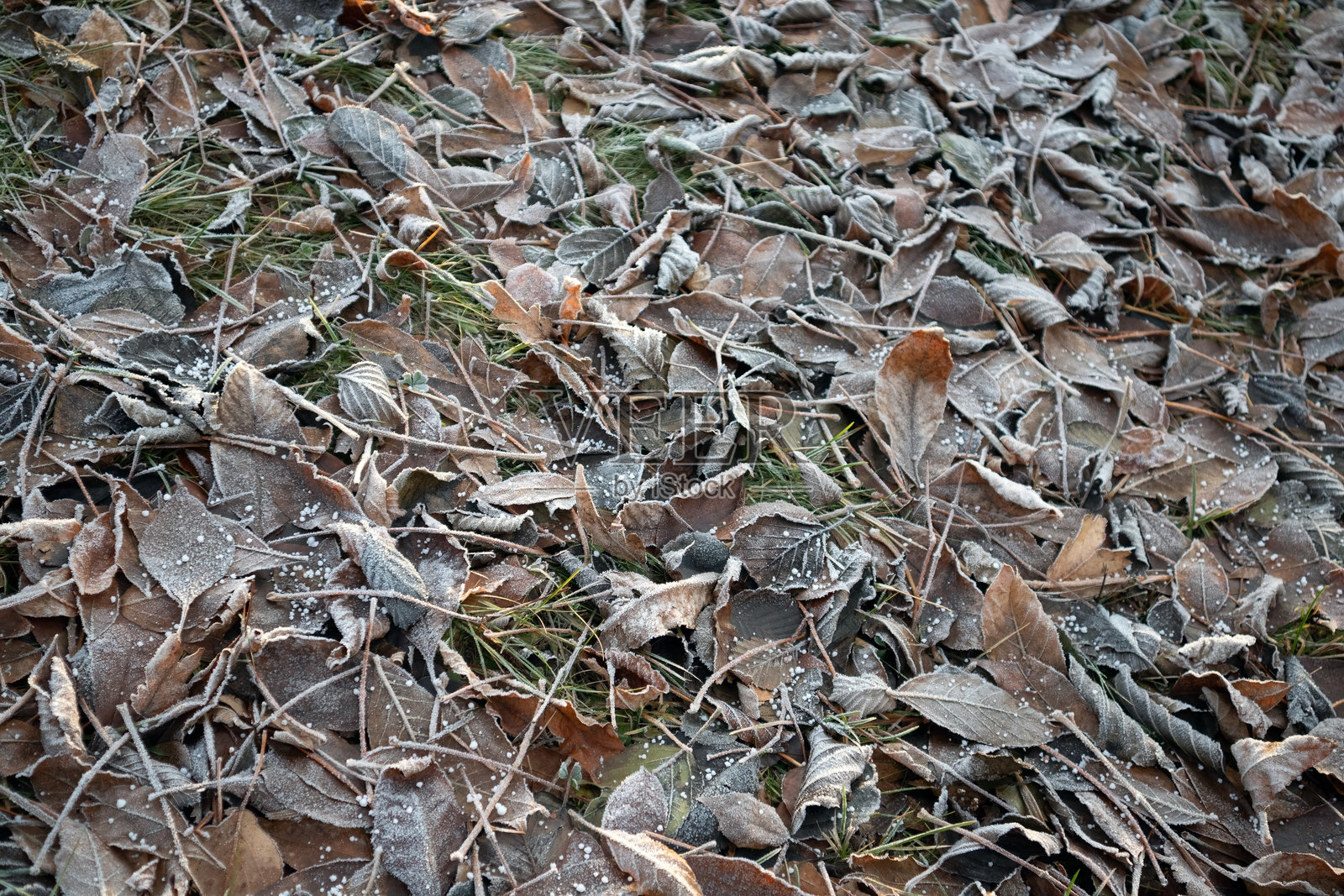寒冷秋季的树叶落在地上照片摄影图片