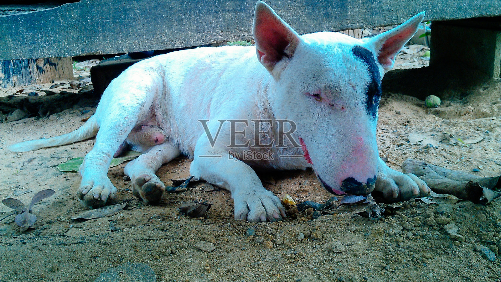 城市流浪动物照片摄影图片